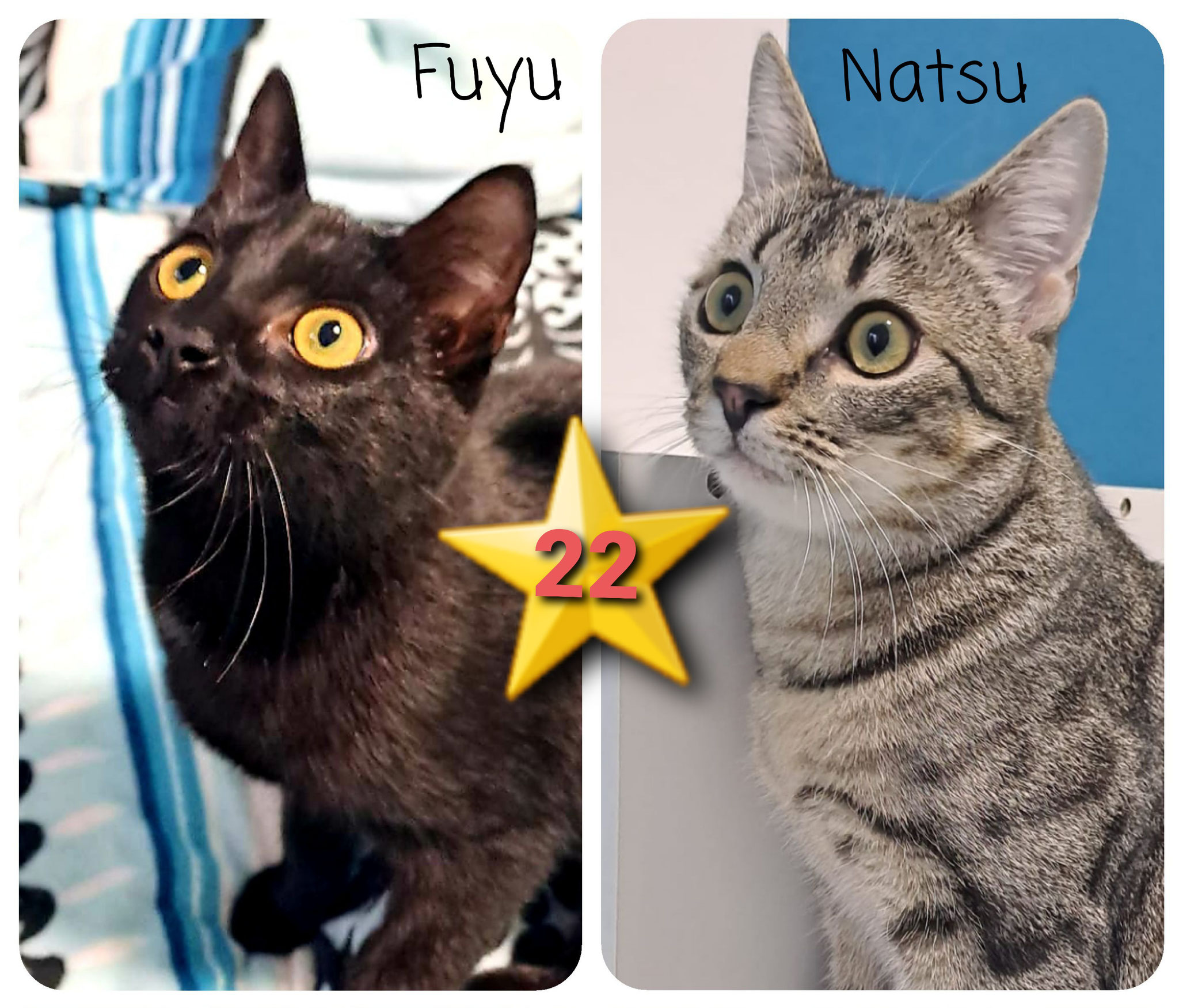 ⭐️ 22 Fuyu & Natsu (geb. 2023) sind dicke Freunde und wollen zusammen bleiben. Fuyu, die neugierige Abenteurerin, hat auf liebe Weise den Schalk im Nacken. Natsu, der elegante Tiger, ist etwas schüchterner. Sie ergänzen sich prima. 