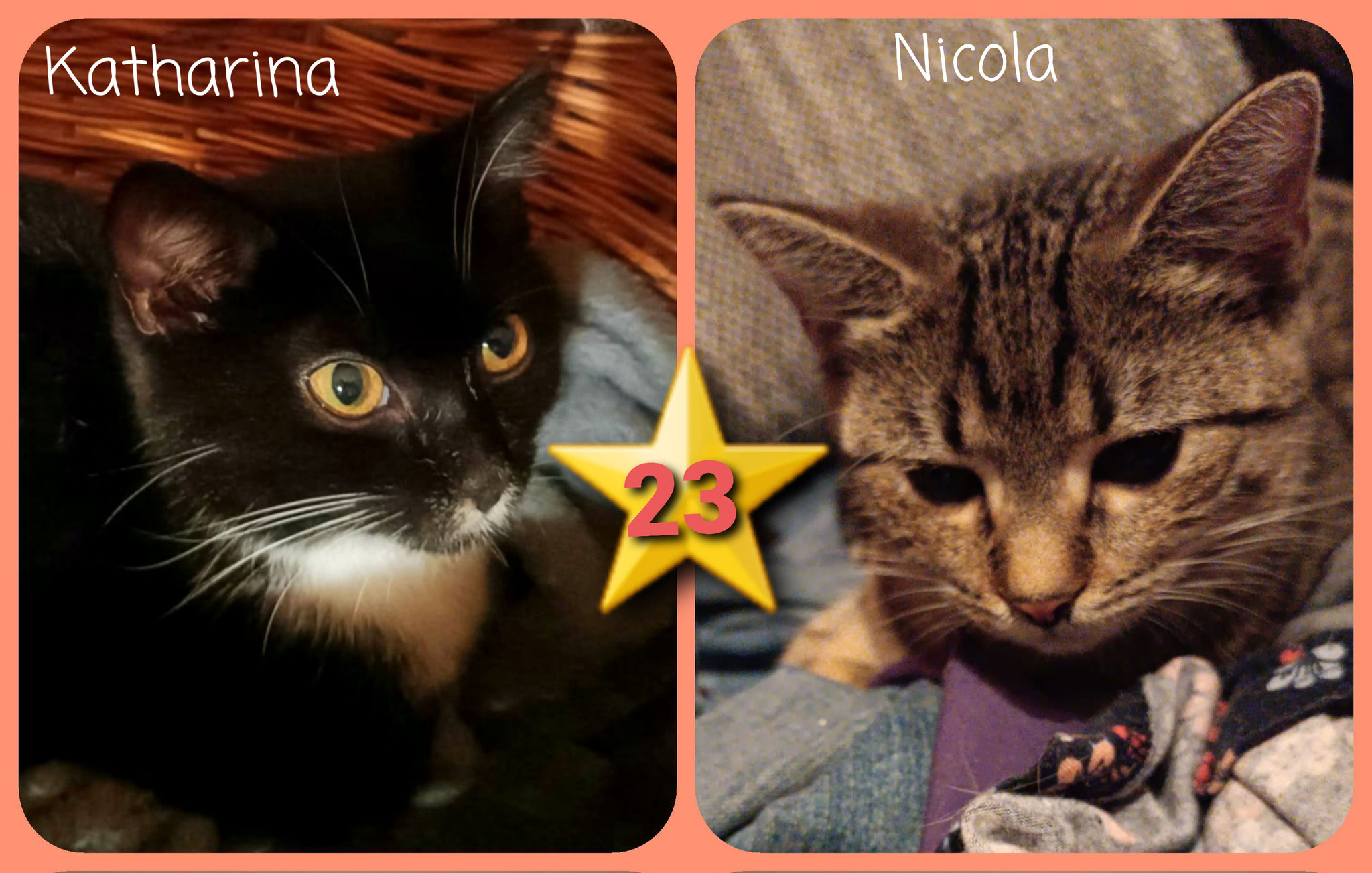 ⭐️ 23  Katharina und Nicola (geb. 2023) , zwei Schwestern mit liebenswertem Temperament, suchen zusammen ein neues Zuhause mit Zeit mit dem Menschen und Platz zum Toben, Kuscheln, Spielen und auch mal Chillen. 
