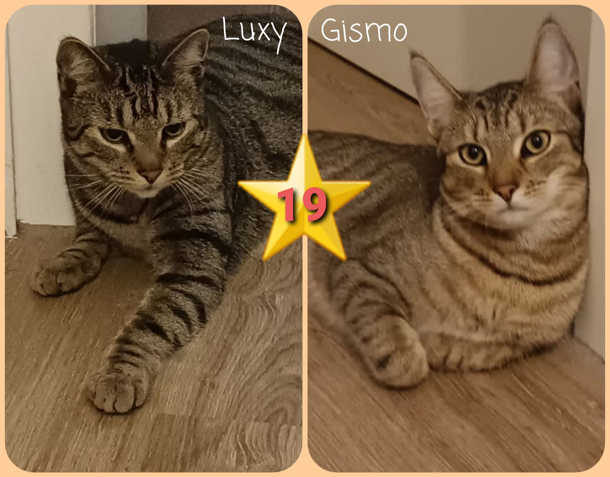 ⭐️ 19    Luxy und Gismo (geb. 10/2022) sind unzertrennliche Brüder, lieb, verschmust und menschenbezogen. Ganz typisch für EKH-Bengal-Mixe sind sie quirlig und brauchen Platz zum Toben. Kein ungesicherter Freigang!