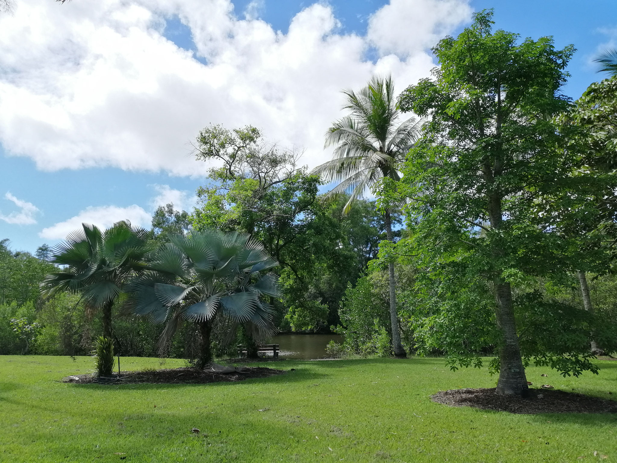 Cairns Botanic Garden 