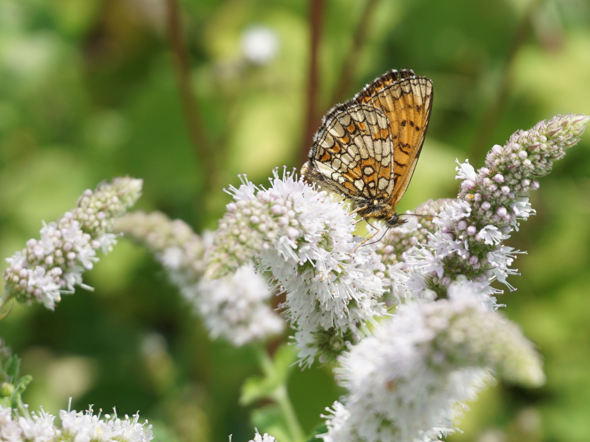 Perlmuttfalter auf Apfelminzeblüte