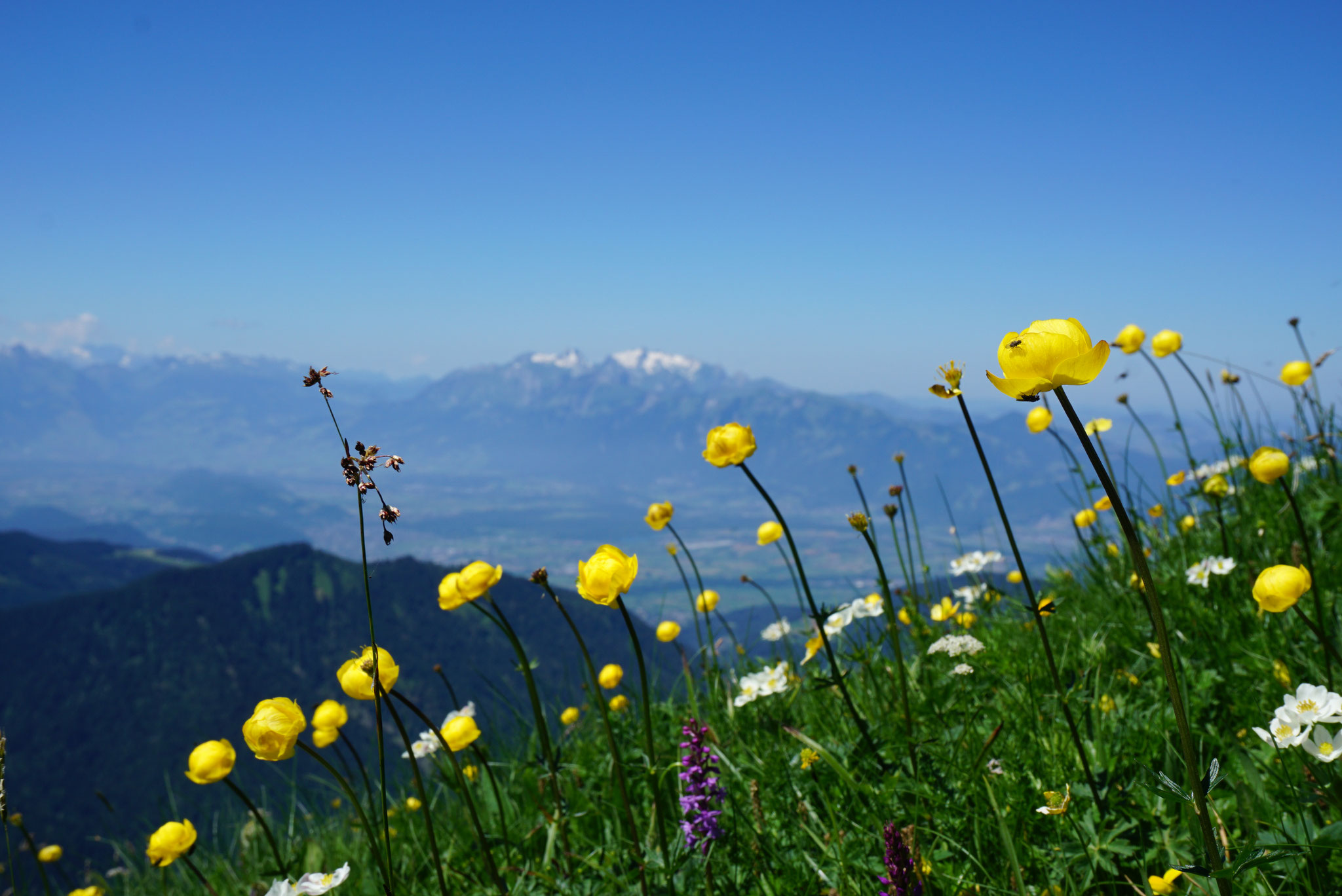 hoher Freschen mit Blick auf hohen Kasten