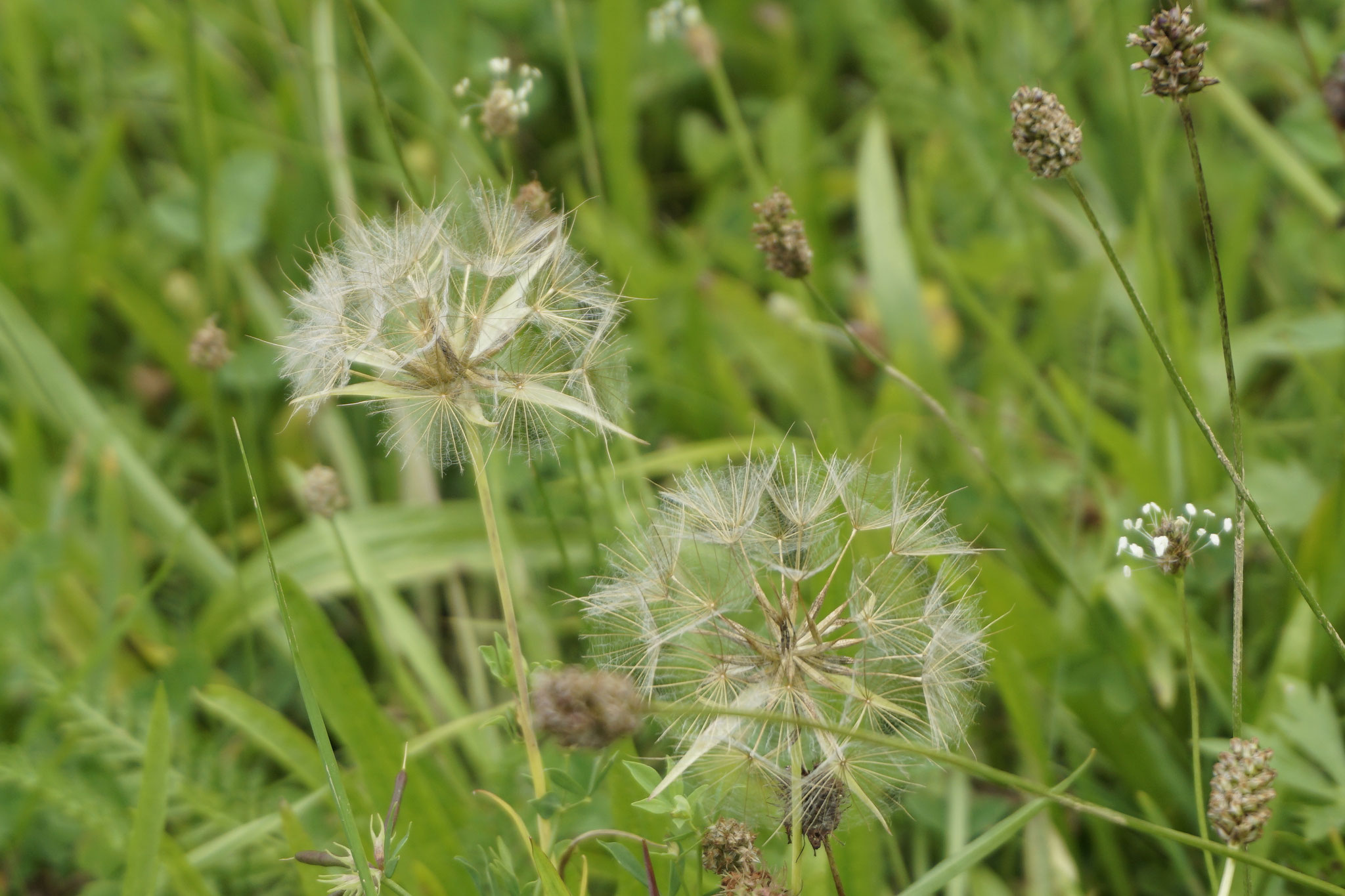 Samenstand des Wiesen-Bocksbart