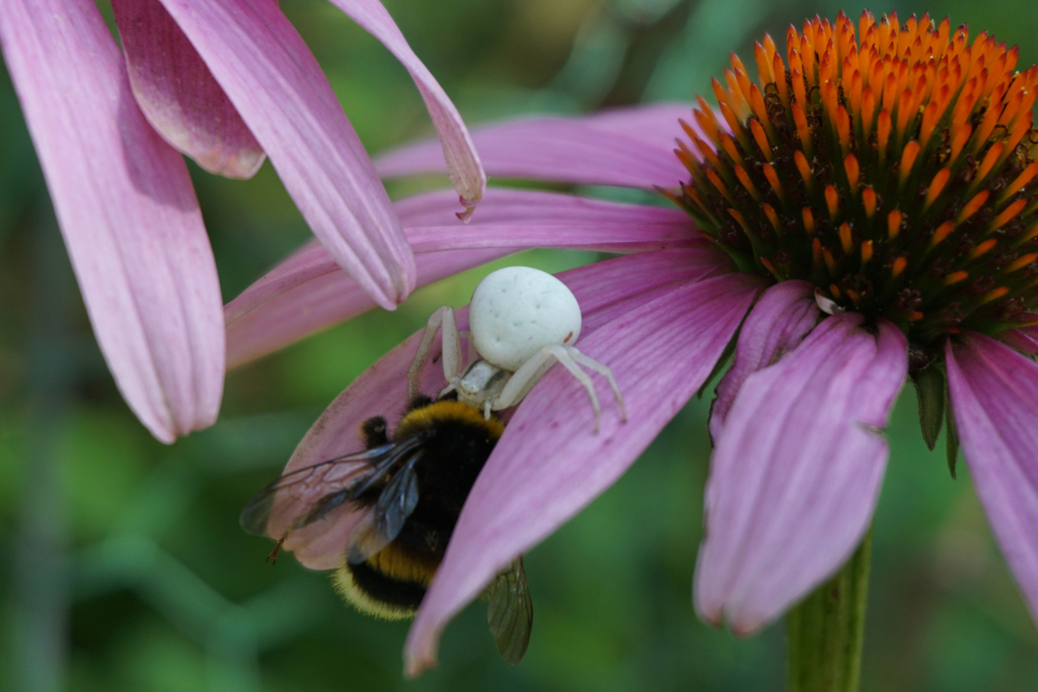 Blütenspinne fängt Hummel