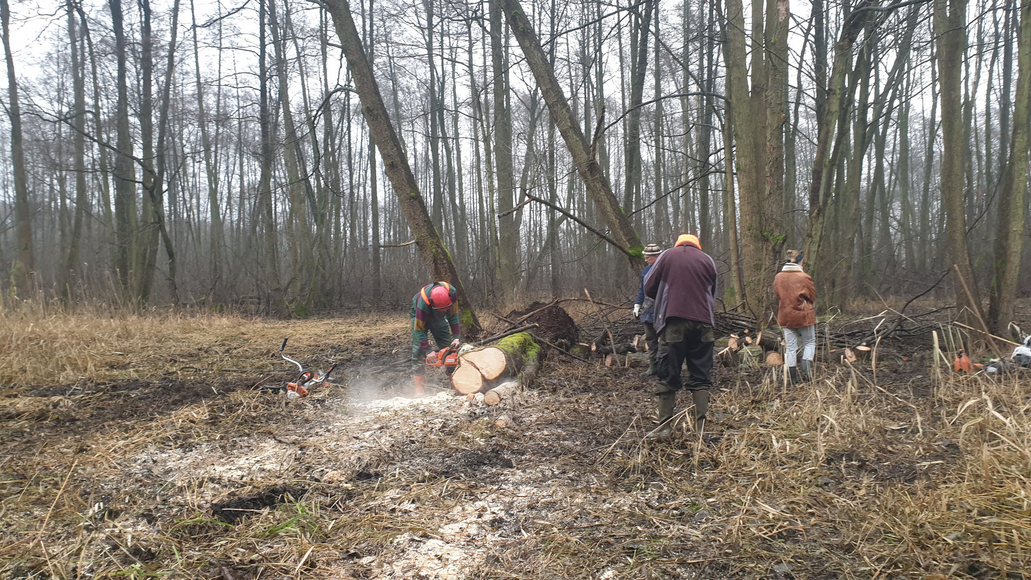 Herbstzeitlosenwiese- Beräumung der auf der Fläche liegenden Erlen