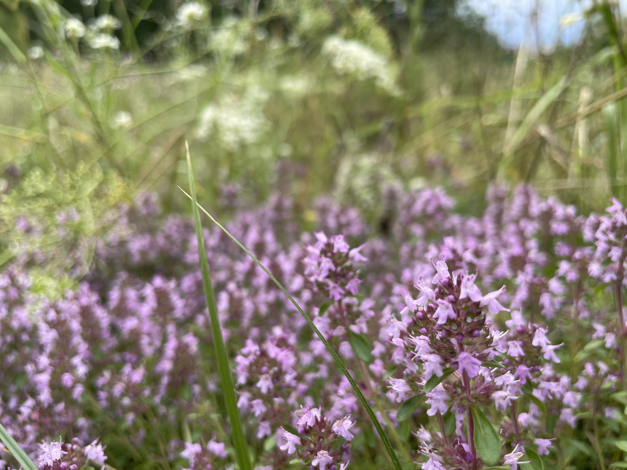 Sand- oder Arznei-Thymian - am Pulverberg wächst er in großen Teppichen und nährt sehr viele Bestäuber, vor allen Wildbienen und Tagfalter