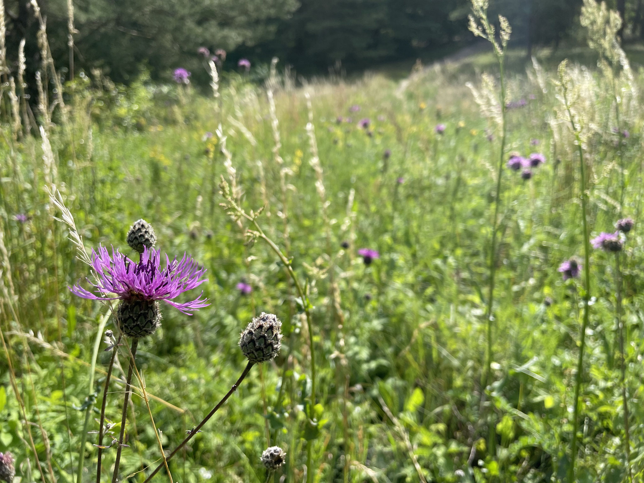 Skabiosen-Flockenblume - seltene Schönheit der Kalkreichen-Magerrasen am Pulverberg