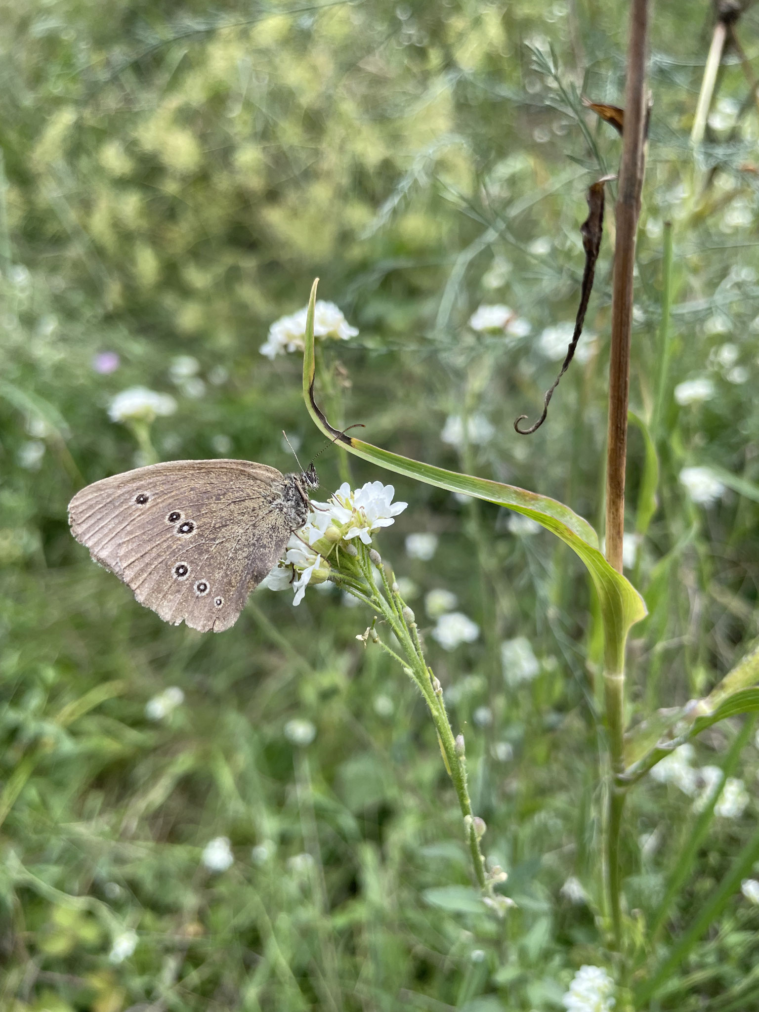 Kleines Waldvögelchen