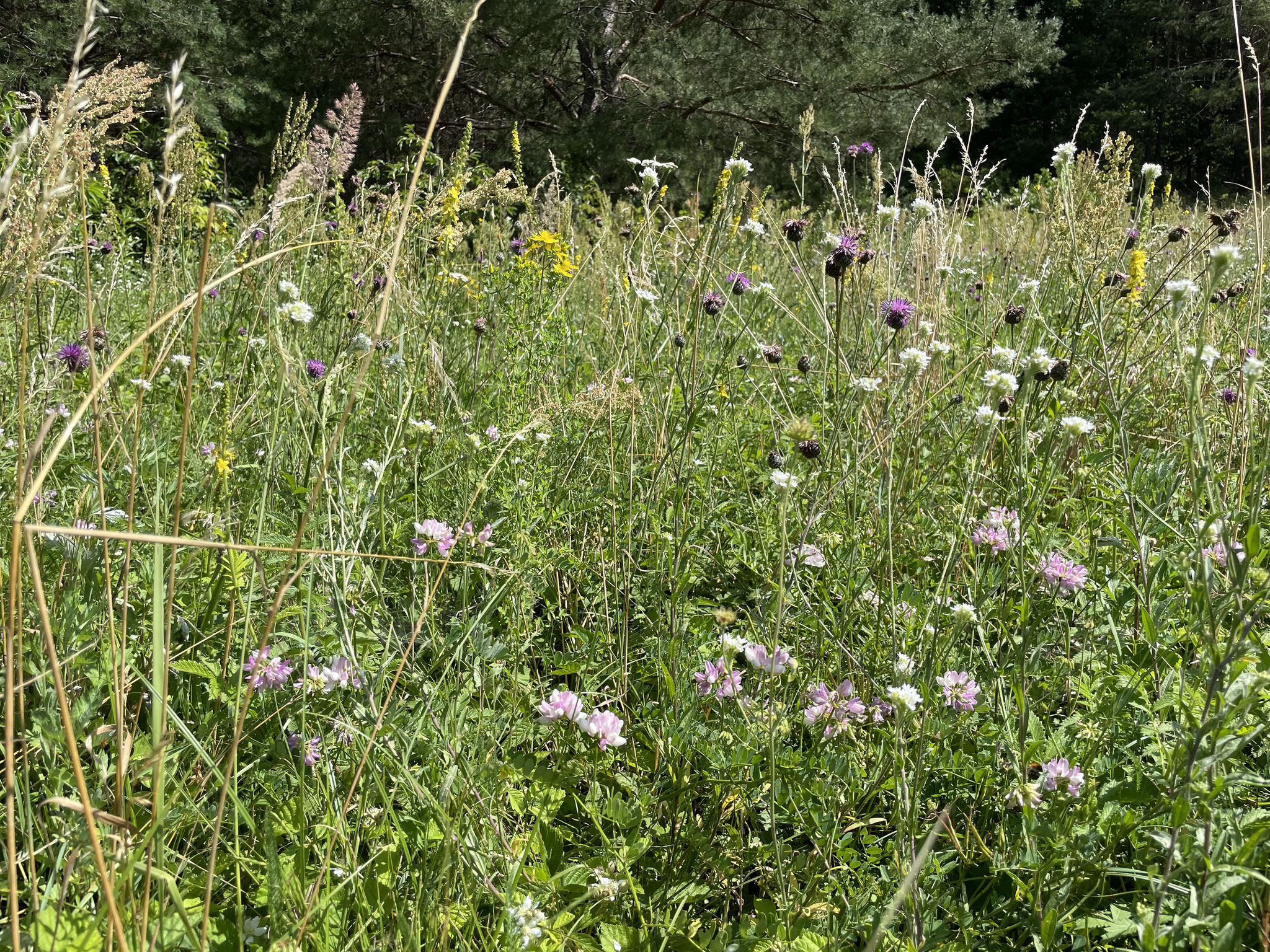 Bunte Kronwicke - wichtige Futterpflanze für Bienen und Schmetterlingsraupen