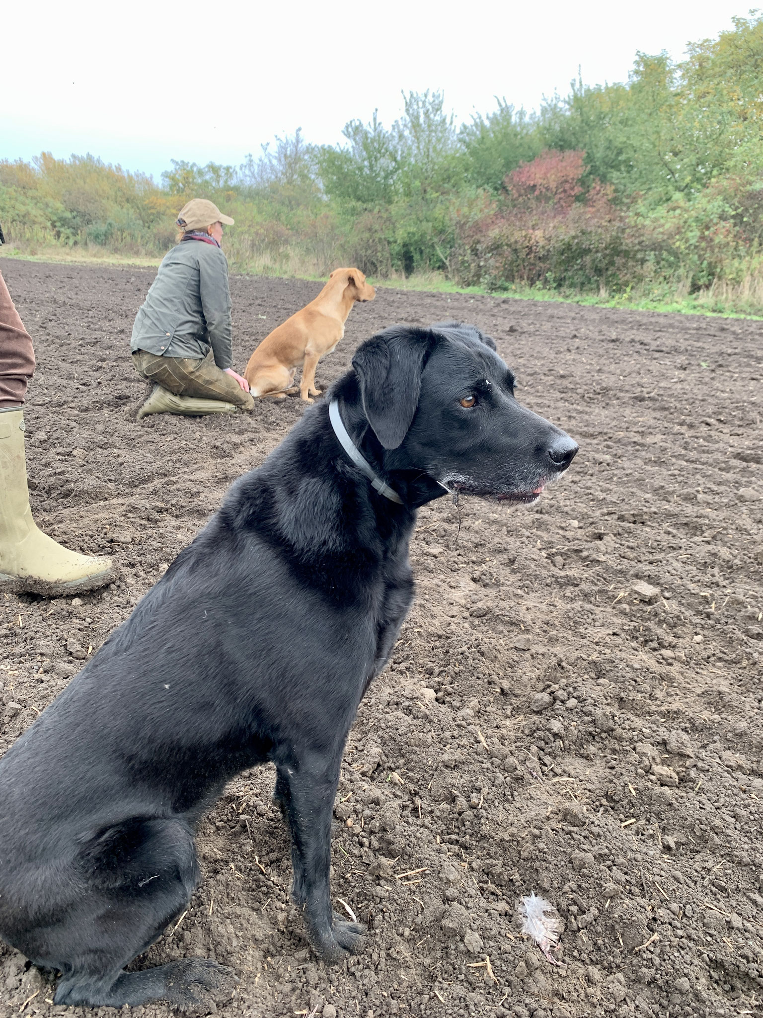 Bei der Jagd mit 10.5 Jahren - mein bester Jagdhund Sage