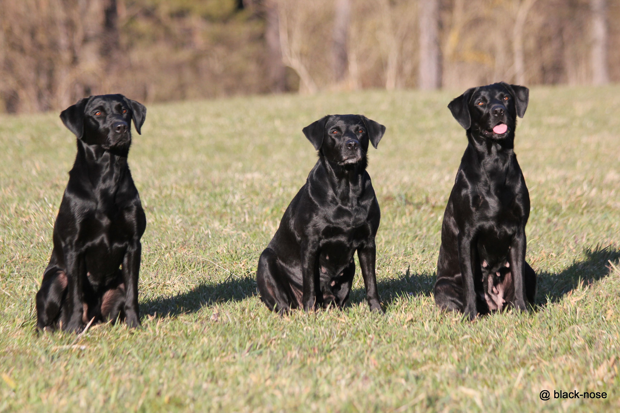Familienfoto April 2016: Lotte mit Mama Ivy und Halbschwester Sage
