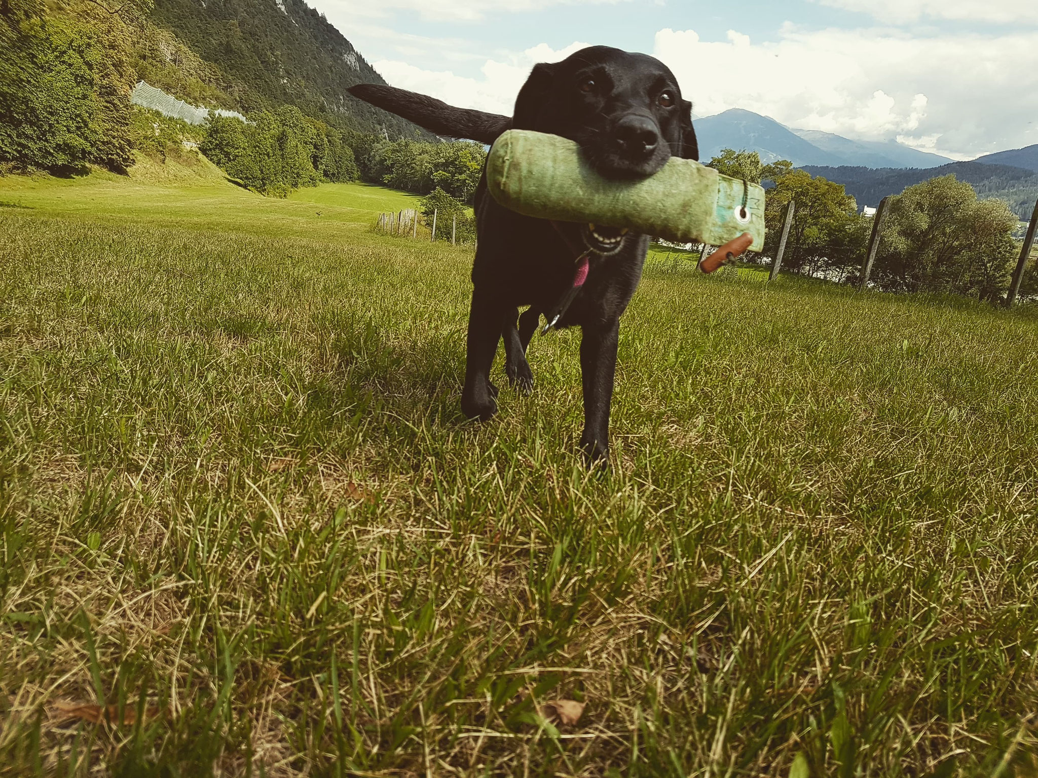 Ivy mit über 9 Jahren beim Dummytraining