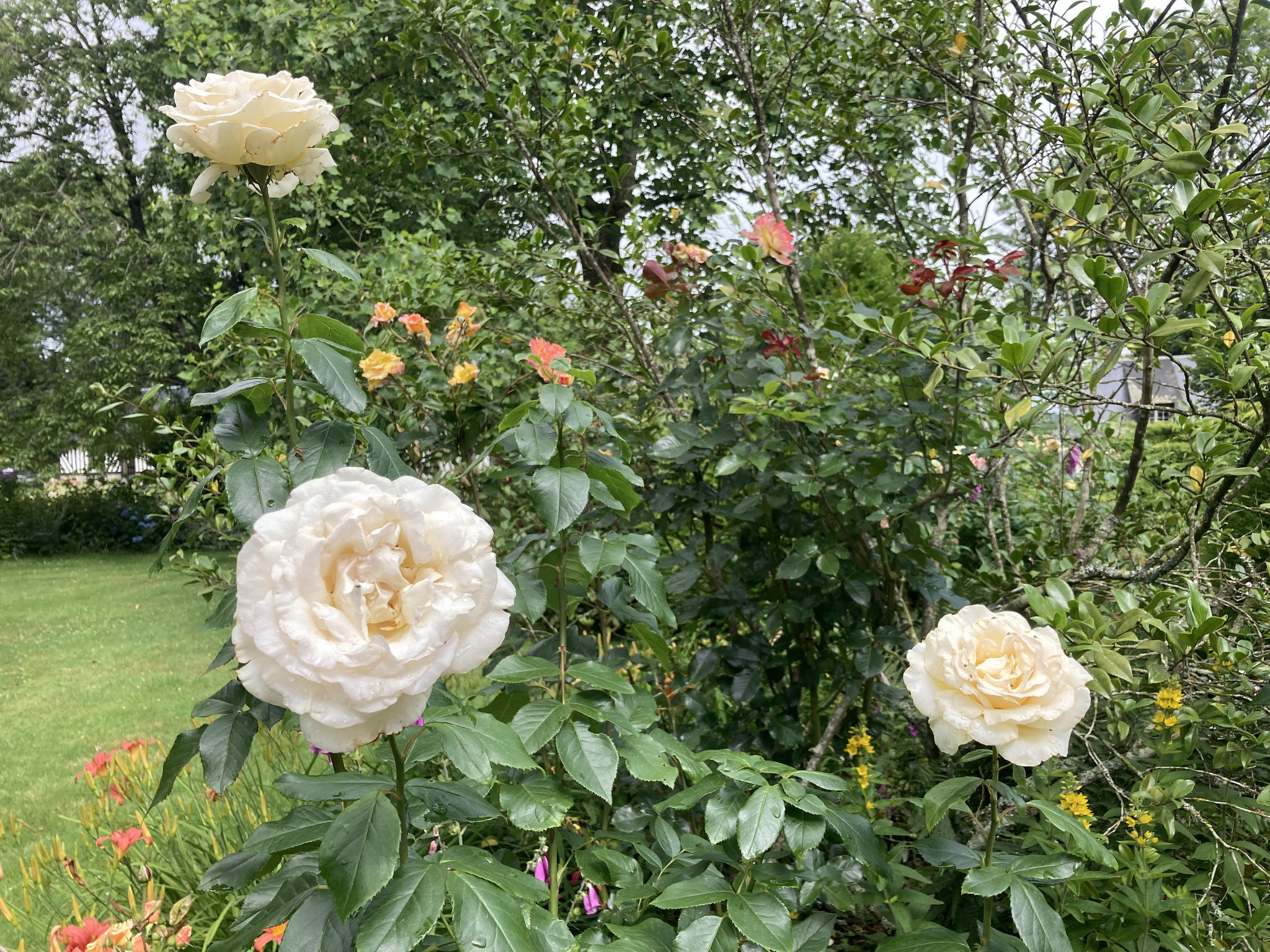 Rose ‘Anastasia’.