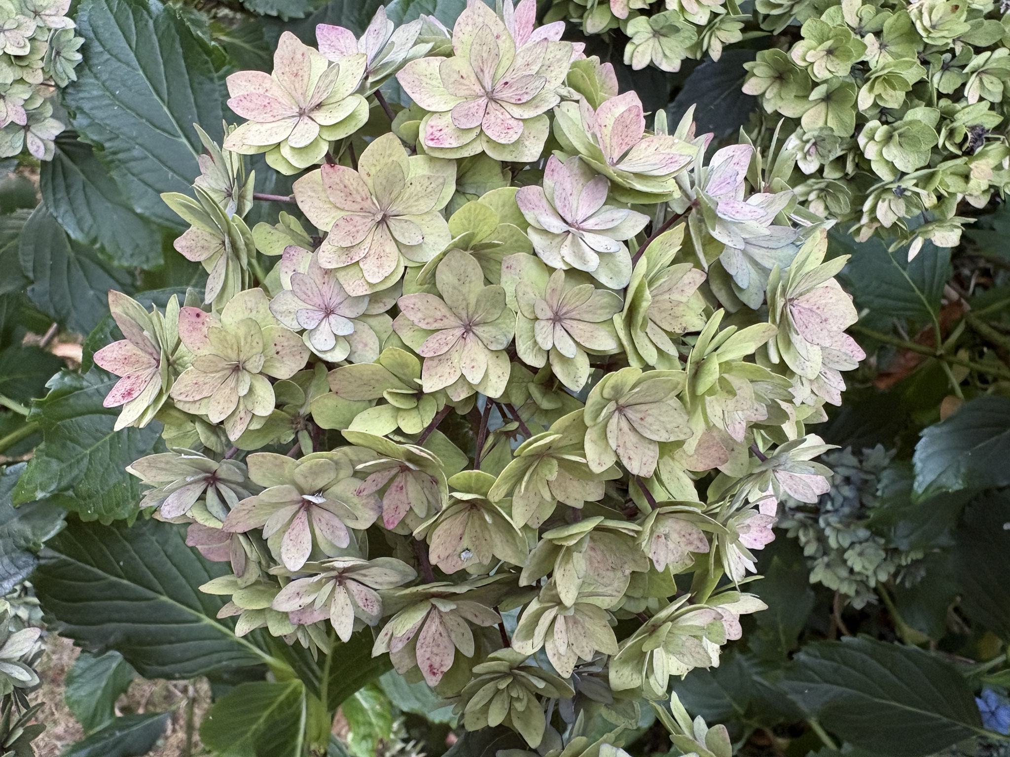 Hydrangea macrophylla ‘You & Me Together’