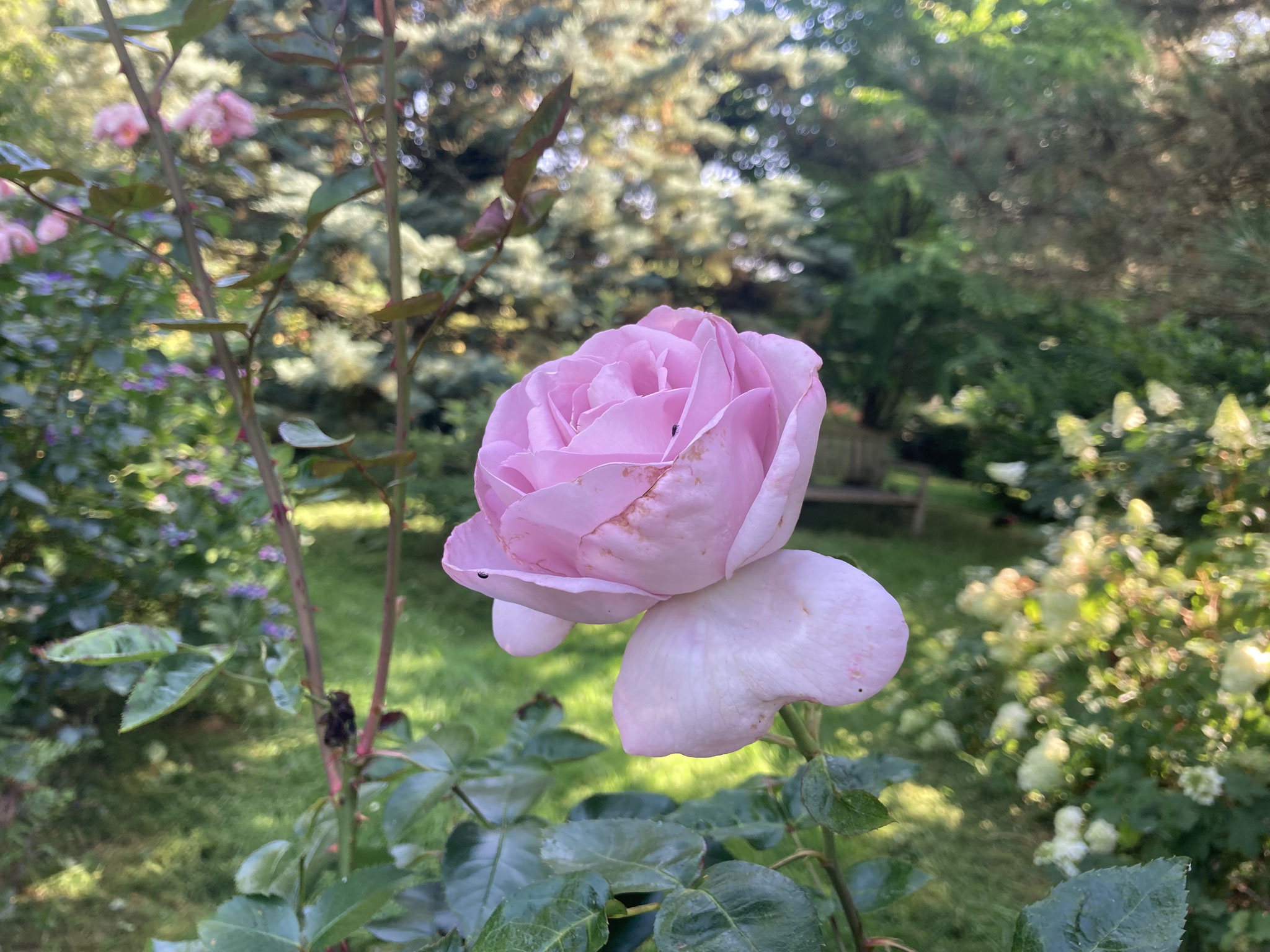 Rose ‘Synactif by Sisheido’.   Delbard