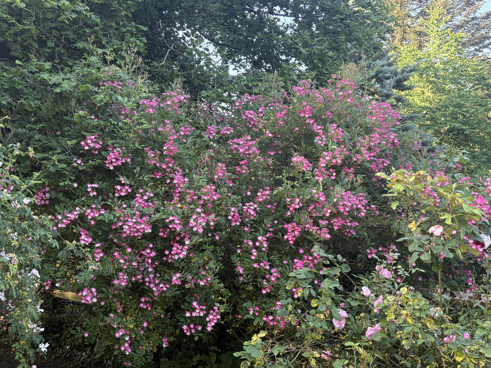 Rosier ‘Mozart’