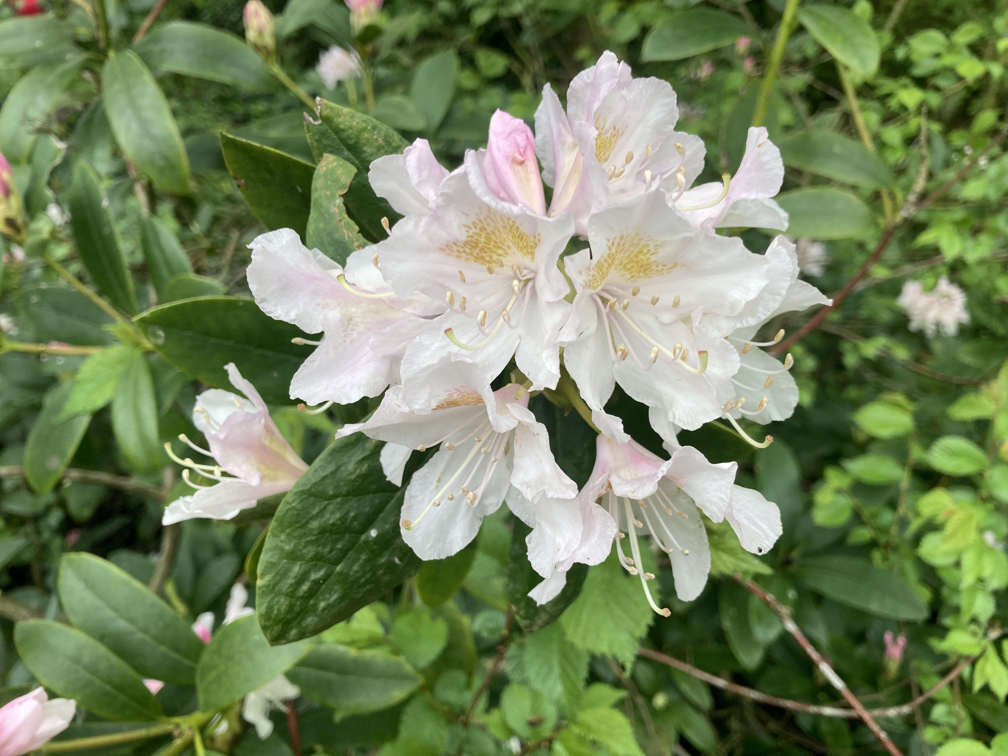 Rhododendron ‘Cunningham’s white’