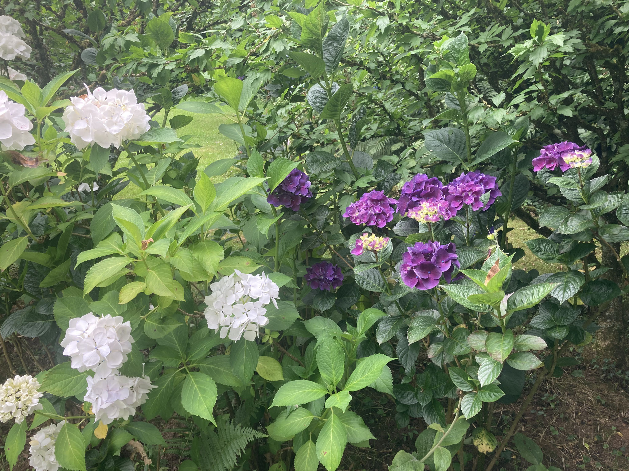 Hydrangeas ‘Merveille sanguine’ et ‘Sœur Thérèse ‘