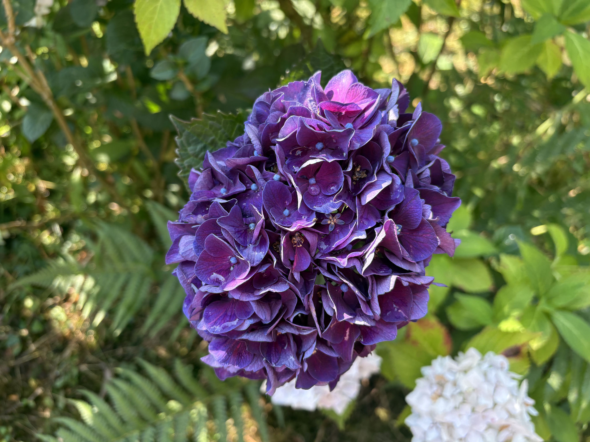Hydrangea macrophylla ‘Merveille Sanguine’