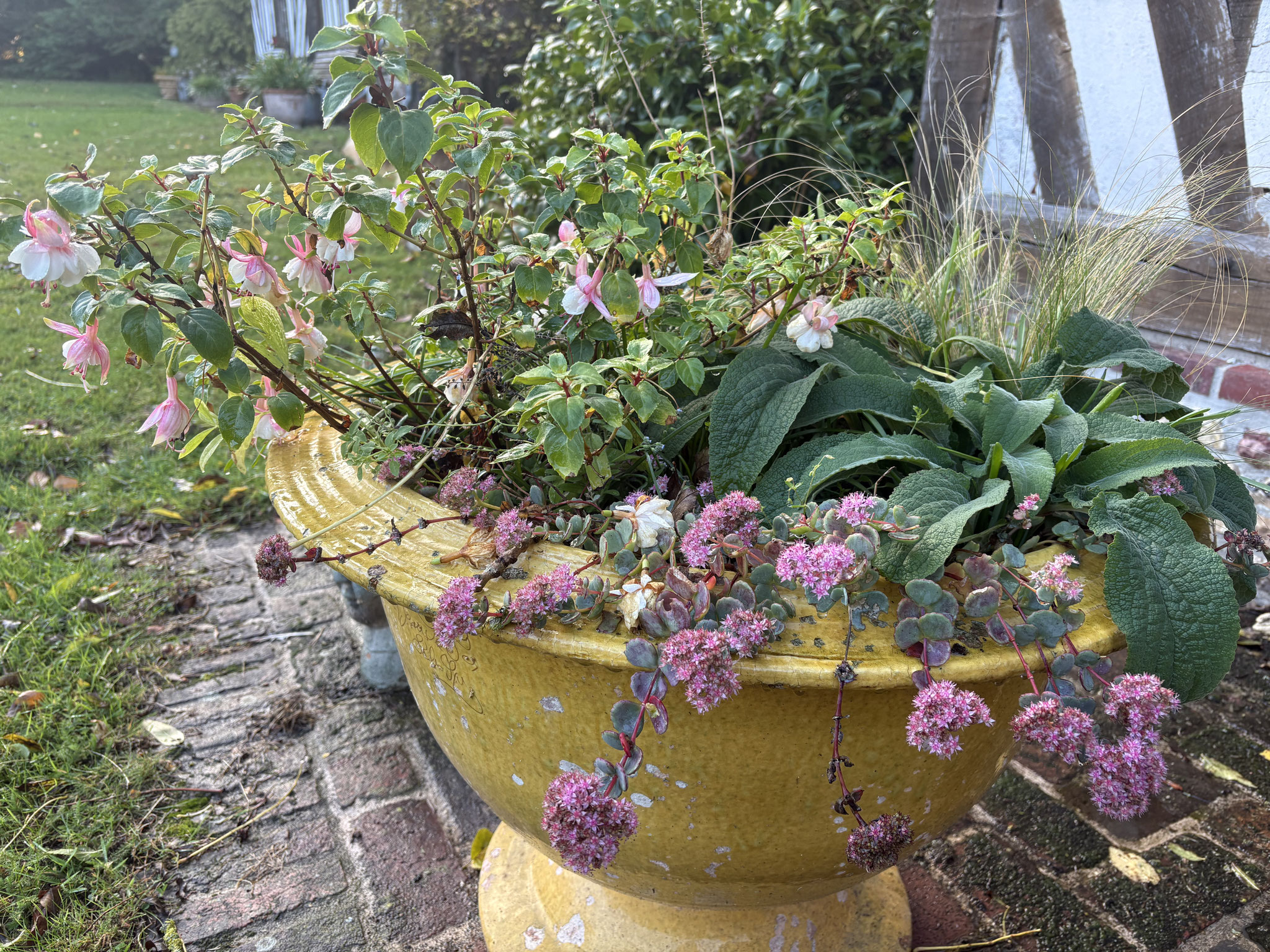 Fuschia et Sedum