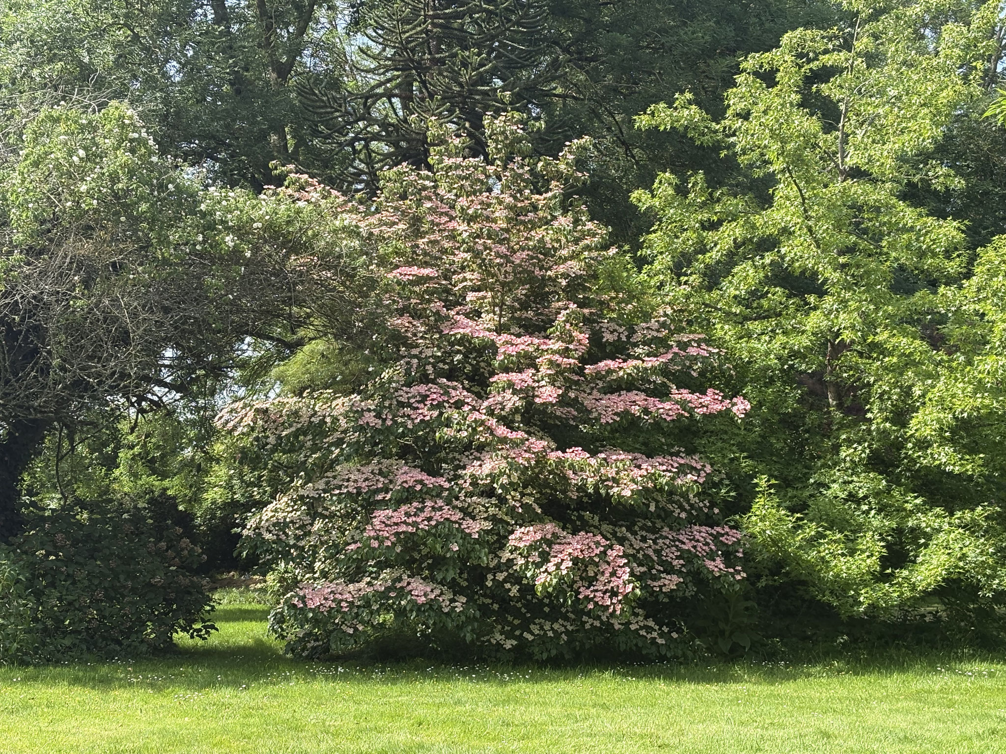 Cornus kousa ‘Satomi’