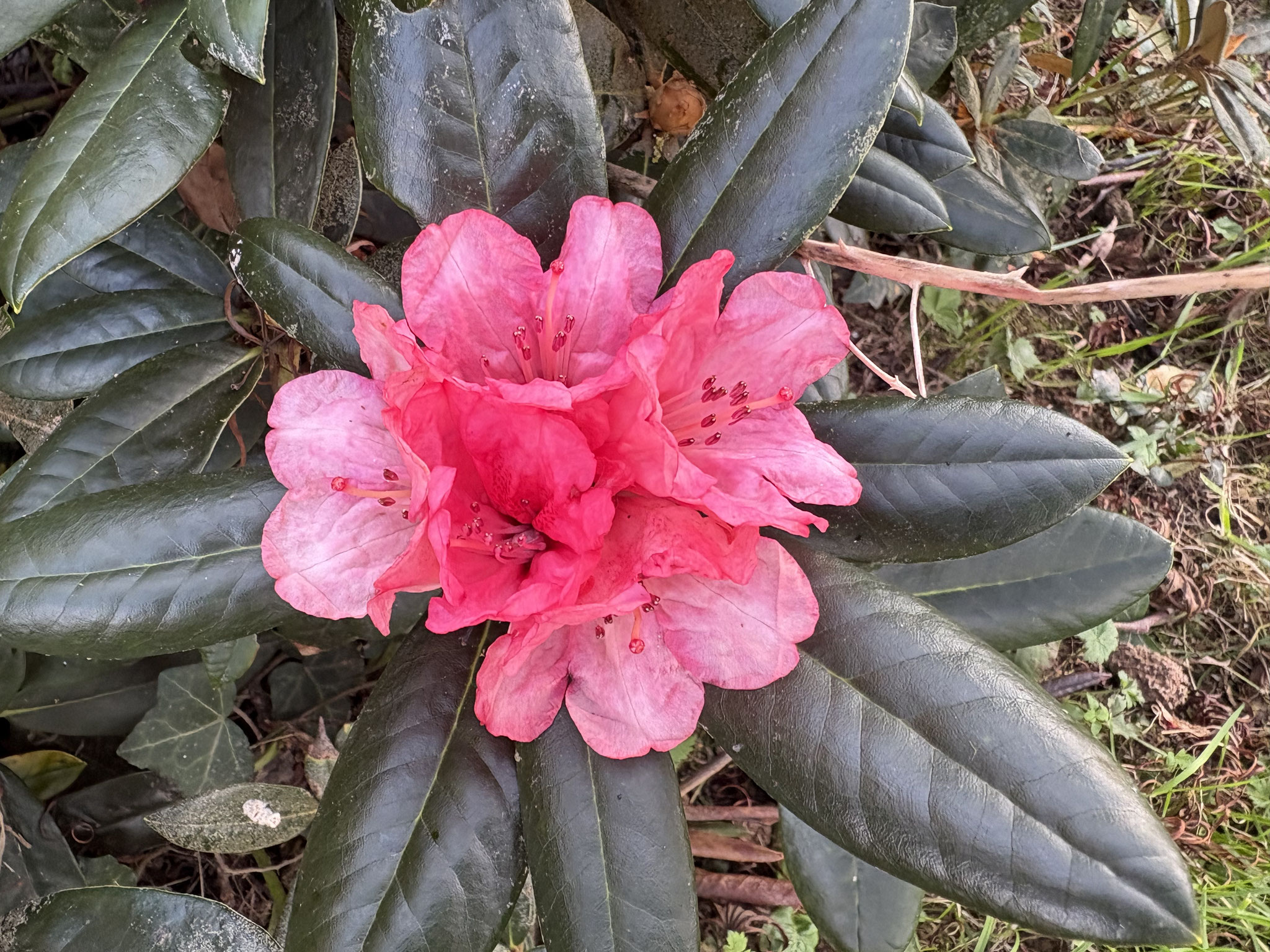 Rhododendron ‘Bambi’