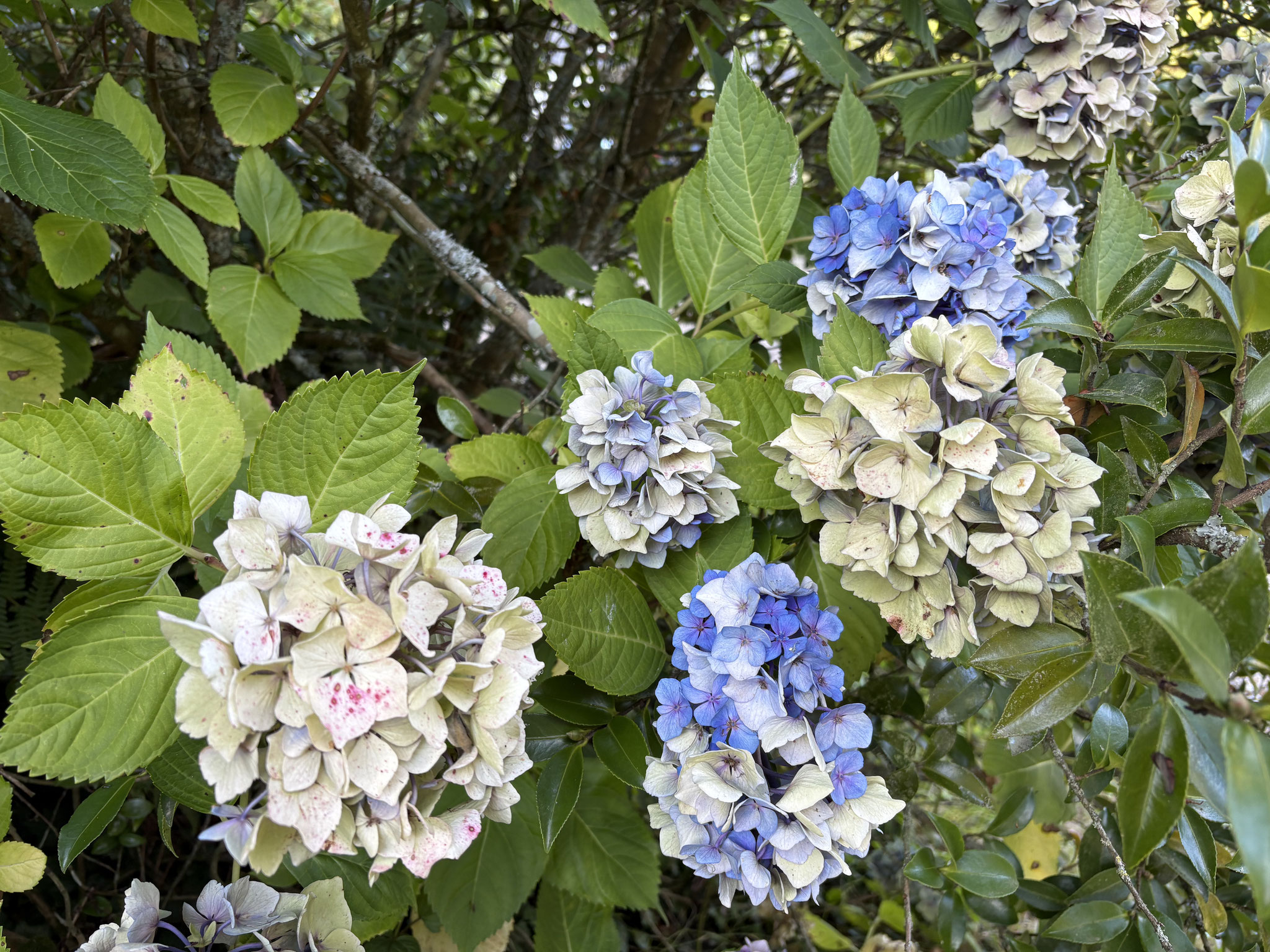 Hydrangea macrophylla ‘La Marne’