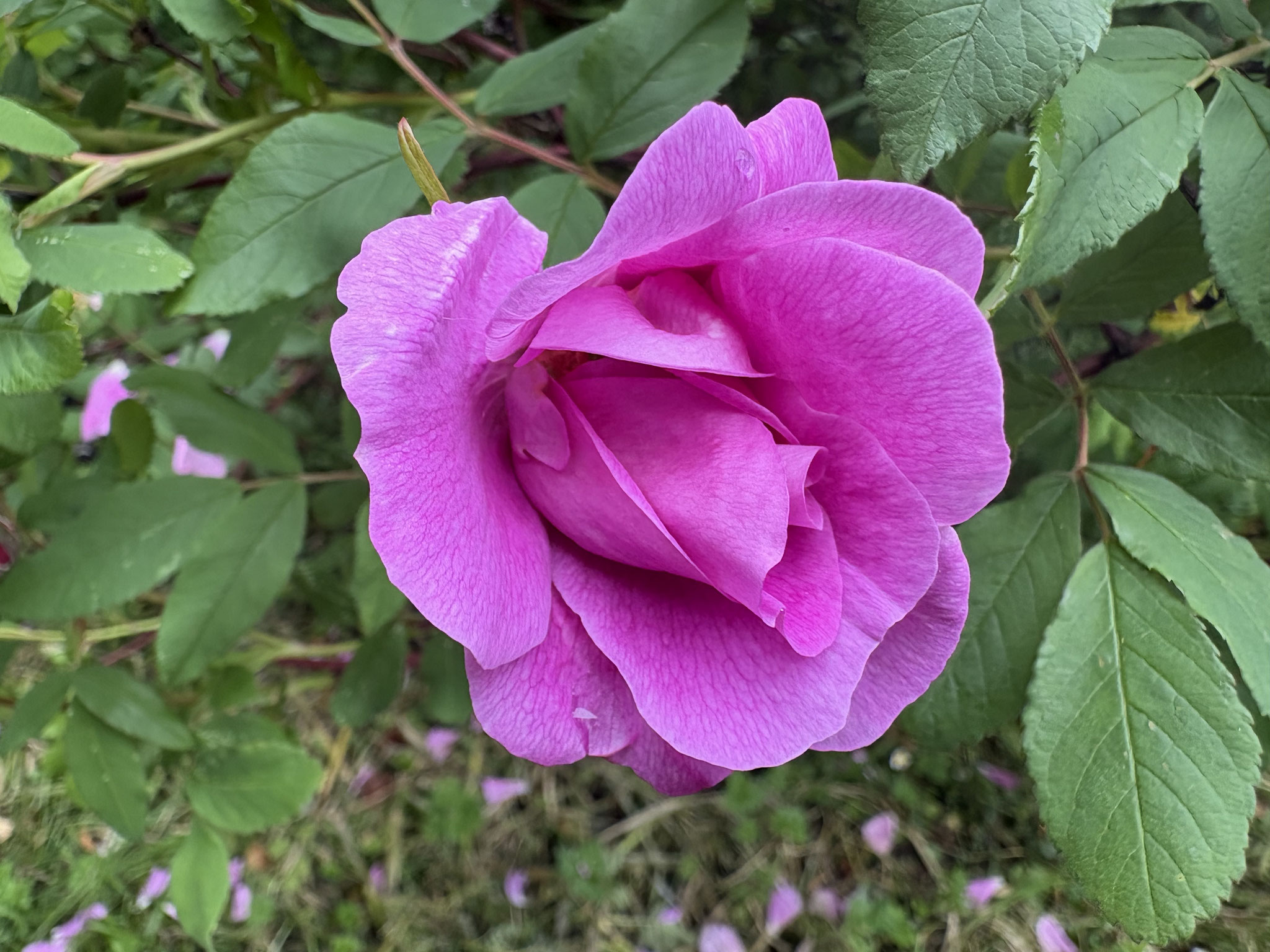Rose ‘The Mac Cartney’,
