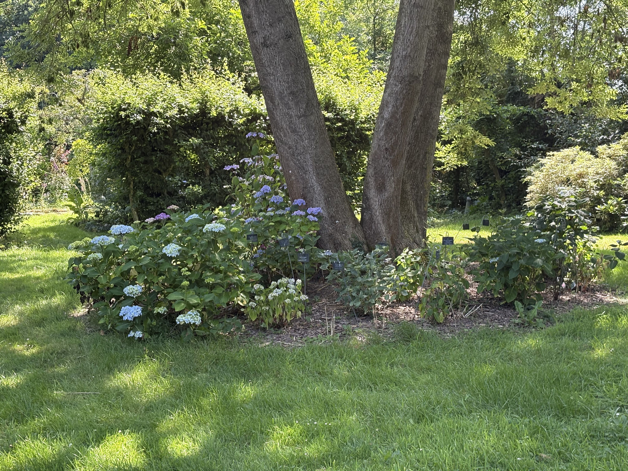 Les Hydrangeas de la cépée de frênes 