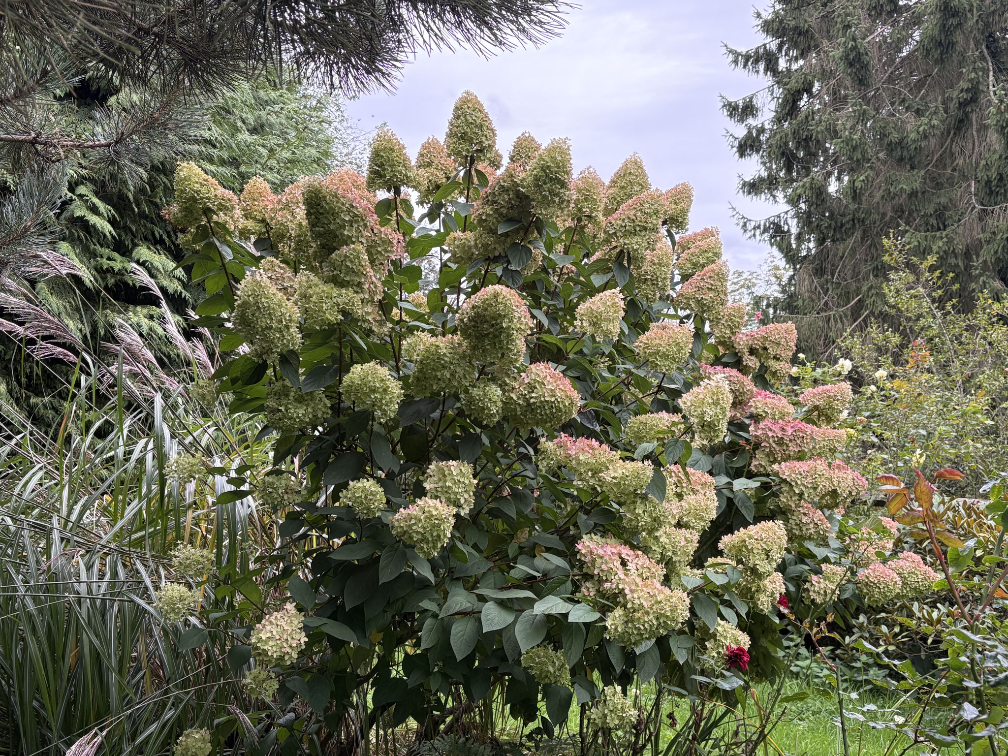 Hydrangea paniculata ‘Magic Candle’