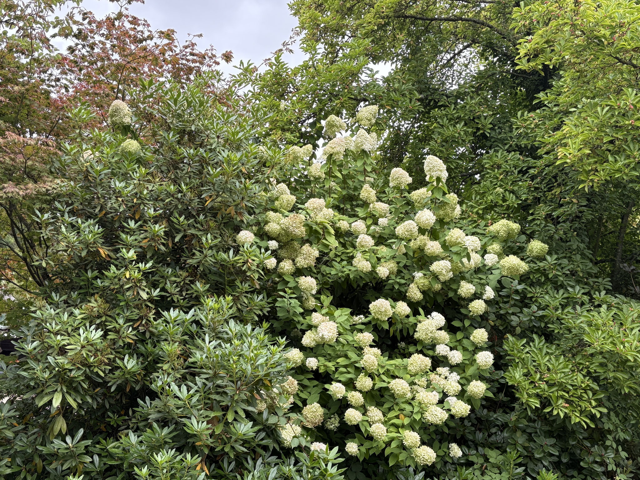 Hydrangea paniculata ‘Limelight’