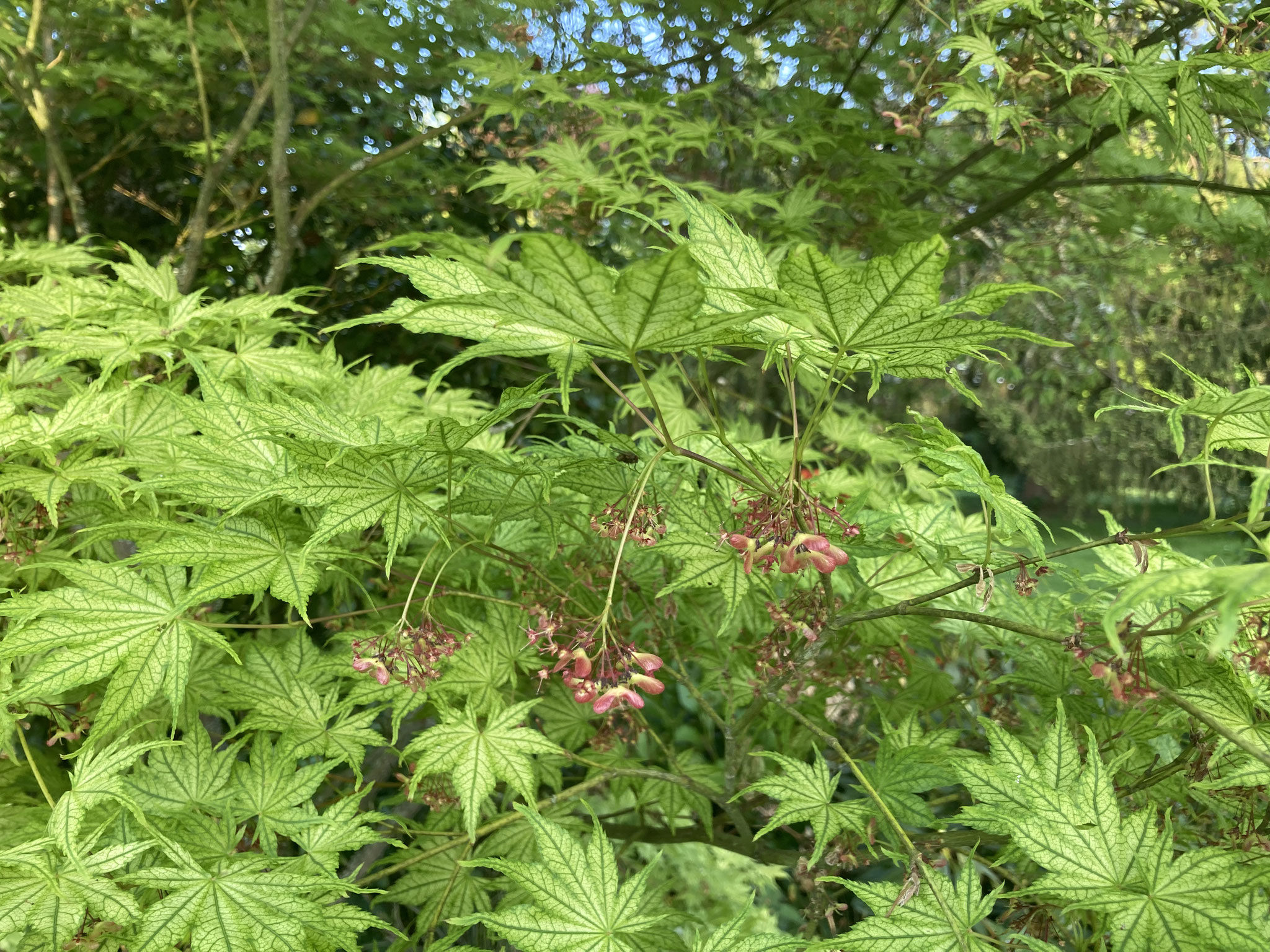 Joli feuillage printanier de l’acer ‘Shigitatsu Sawa’