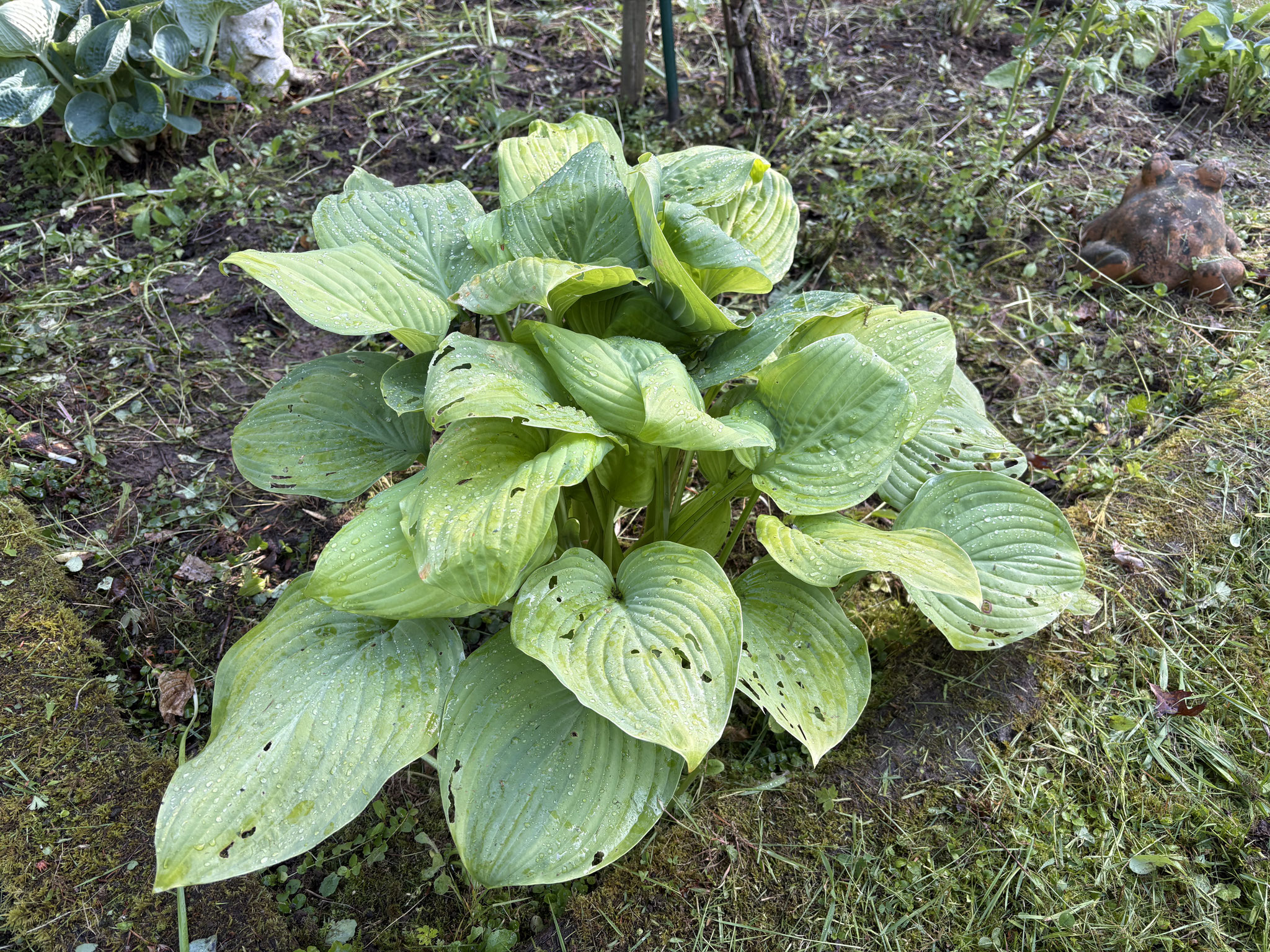Hosta ‘Guacamole’