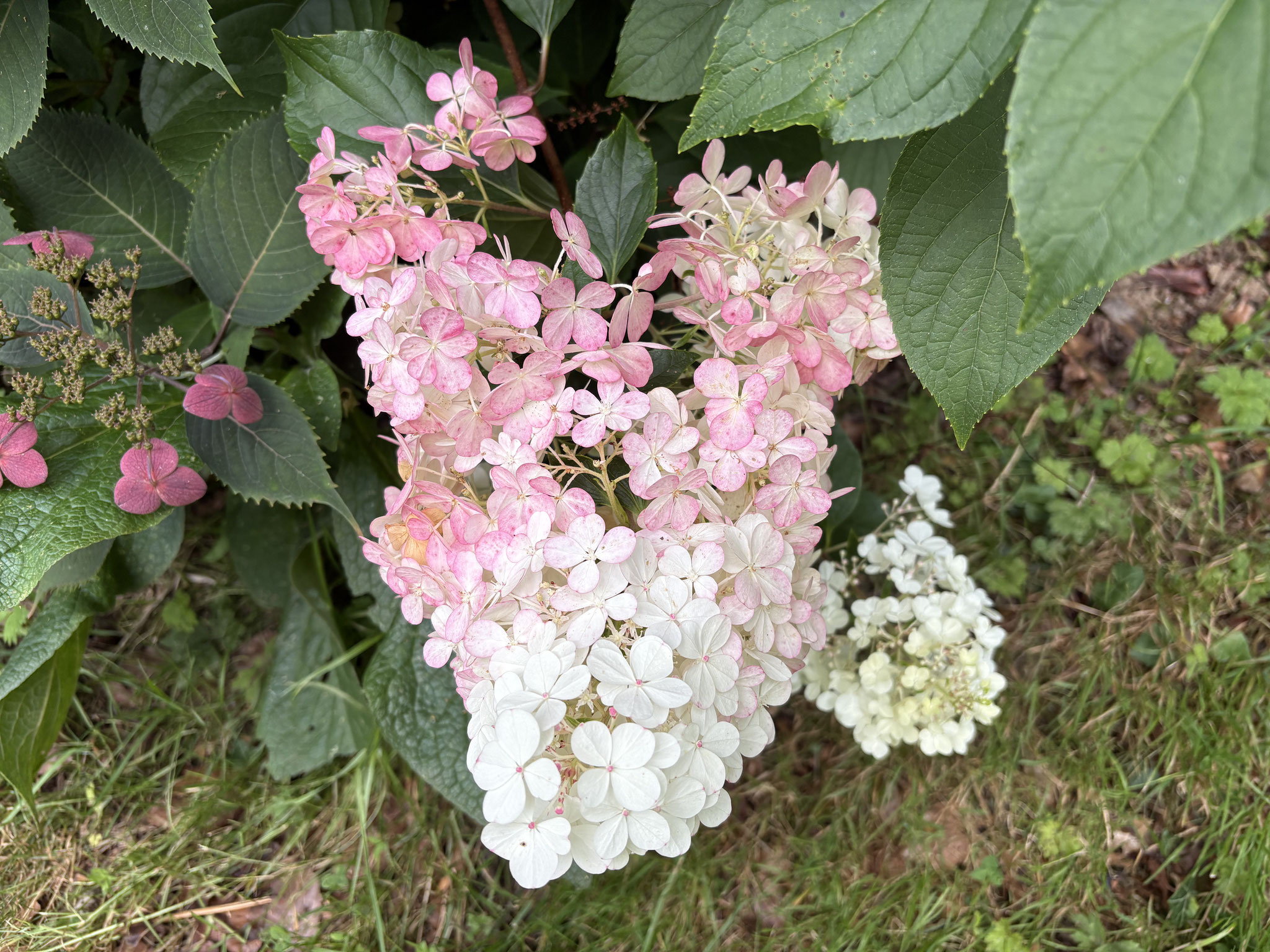 Hydrangea paniculata ‘Vanille Fraise’