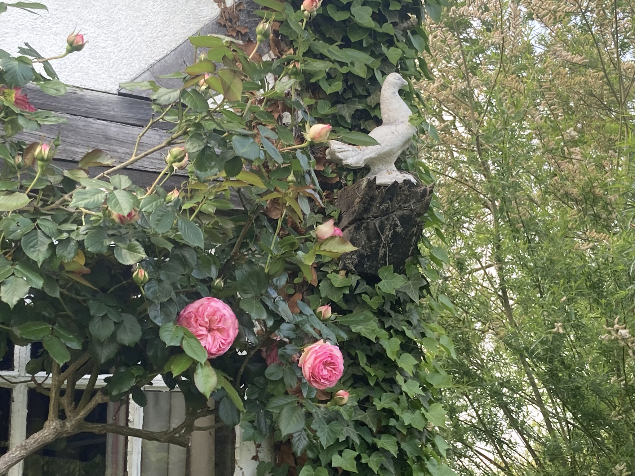 Rosier ‘Pierre de Ronsard’