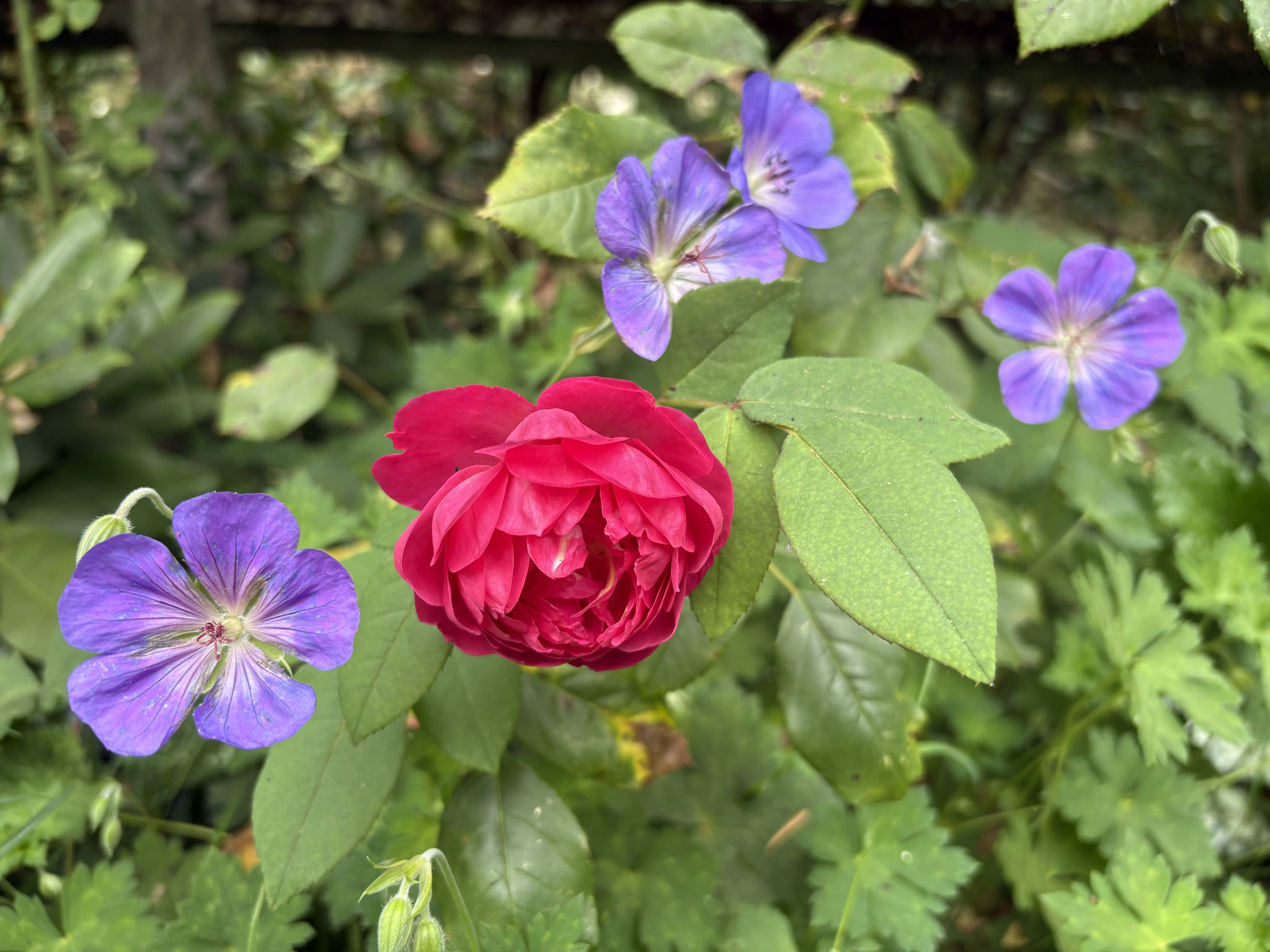 Rose ‘Benjamin Britten’ et géranium ‘Rozanne’