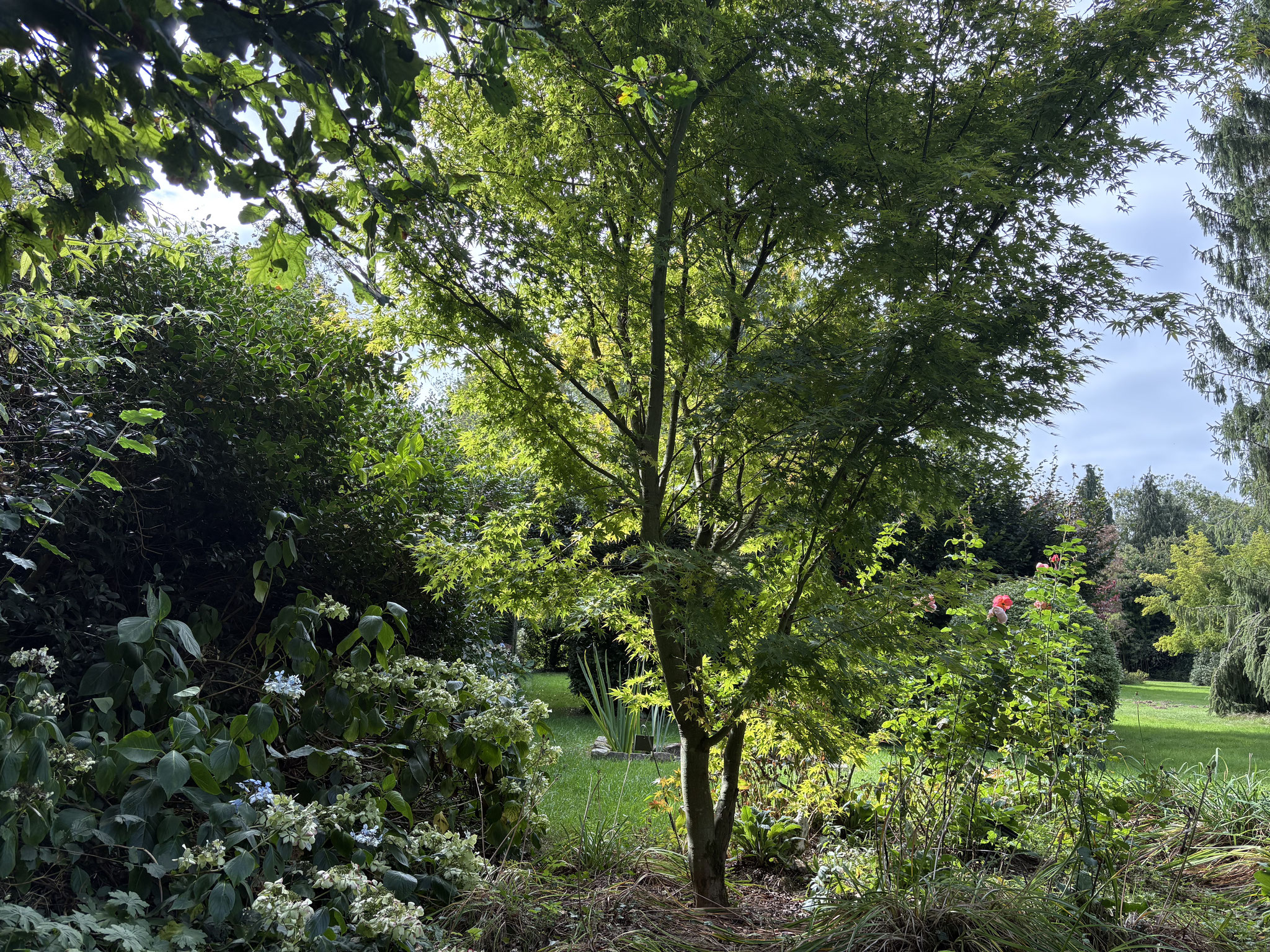 Derrière l’acer ’Sango Kaku’