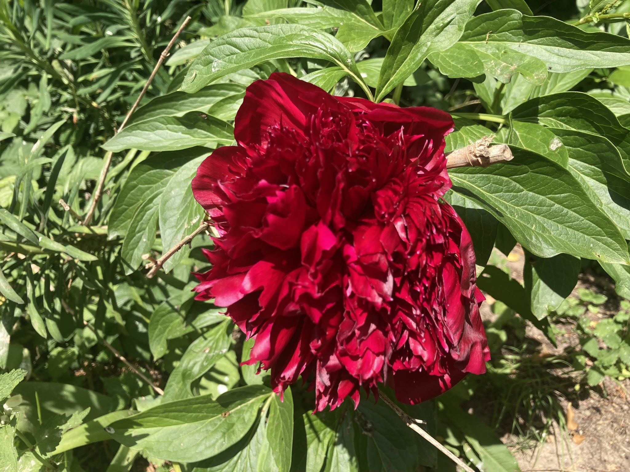 Pivoine