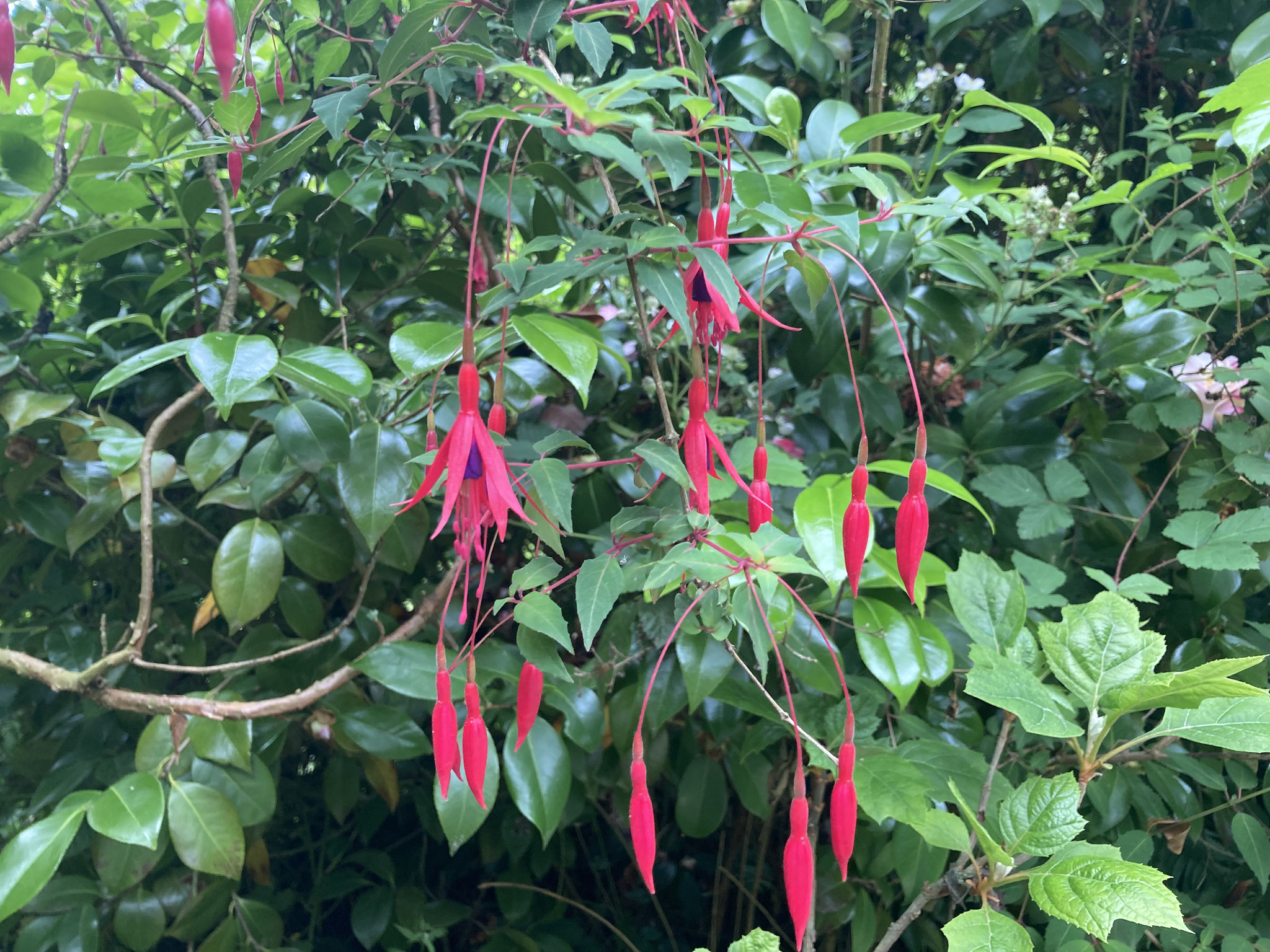 Fuschia magellanica 