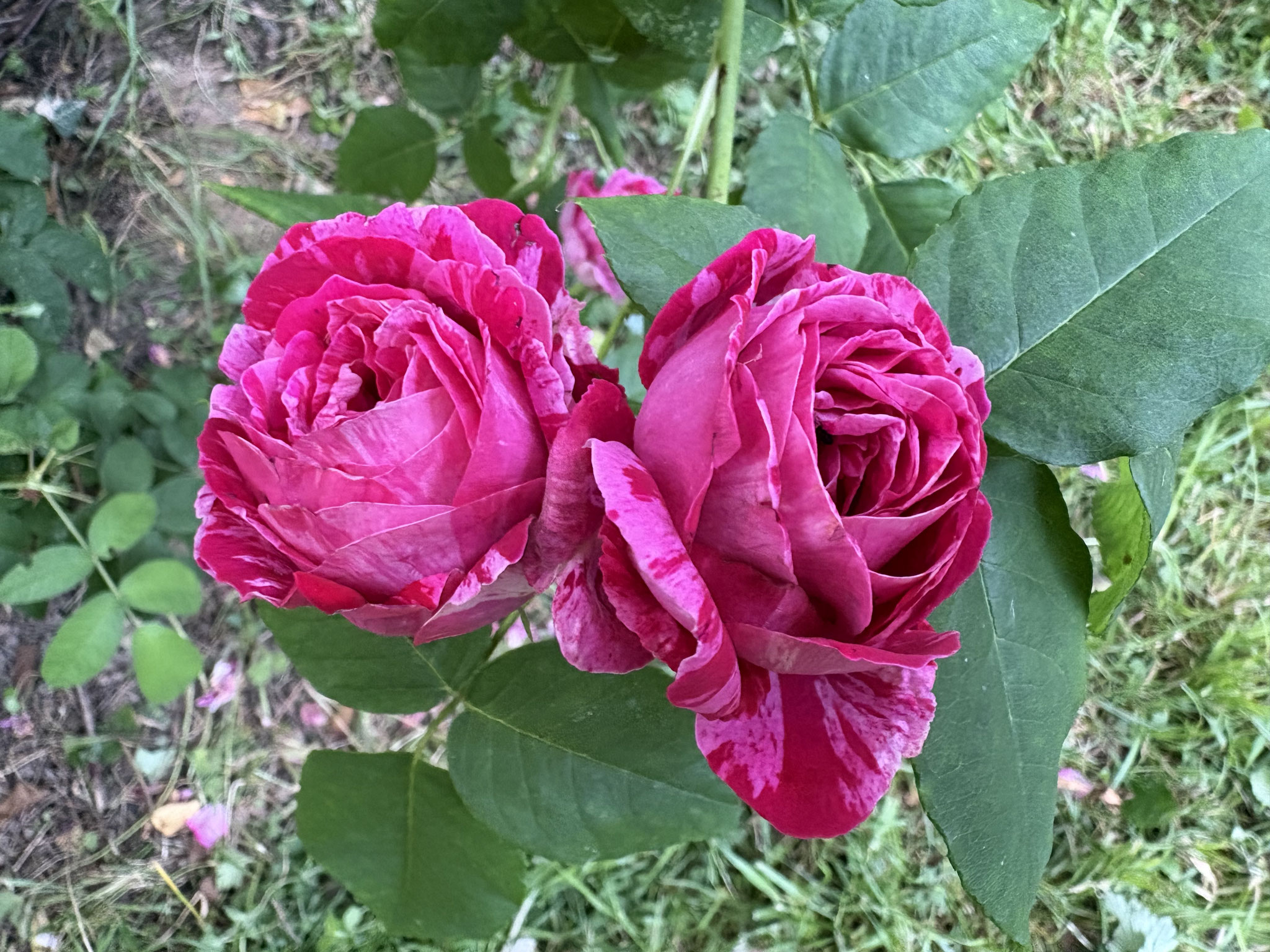 Rosé ‘Ferdinand Pichard’