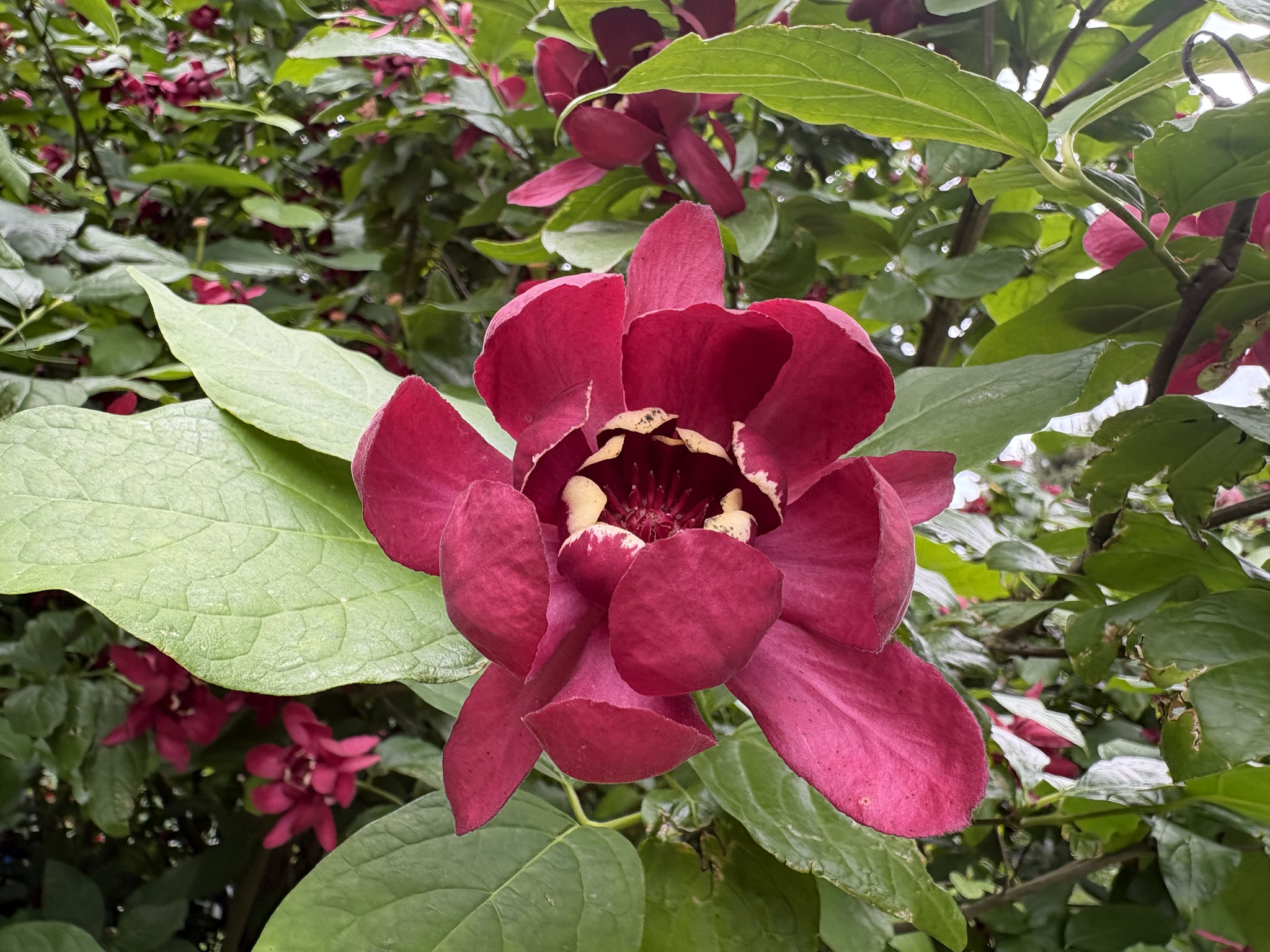 « Anémone » sur le Calycanthus floridus ‘Aphrodite ‘