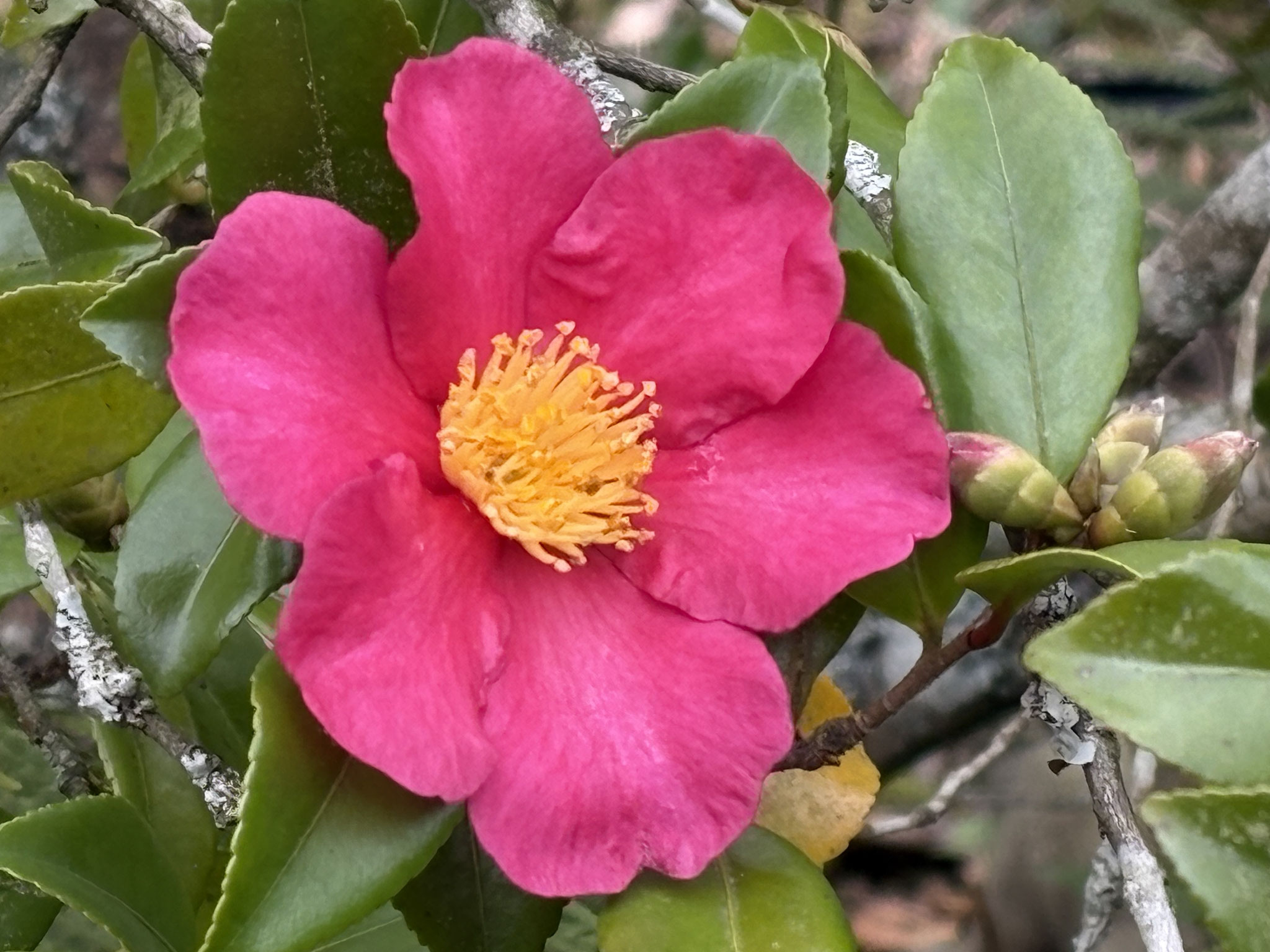 Camellia sasanqua ‘Crimson King’