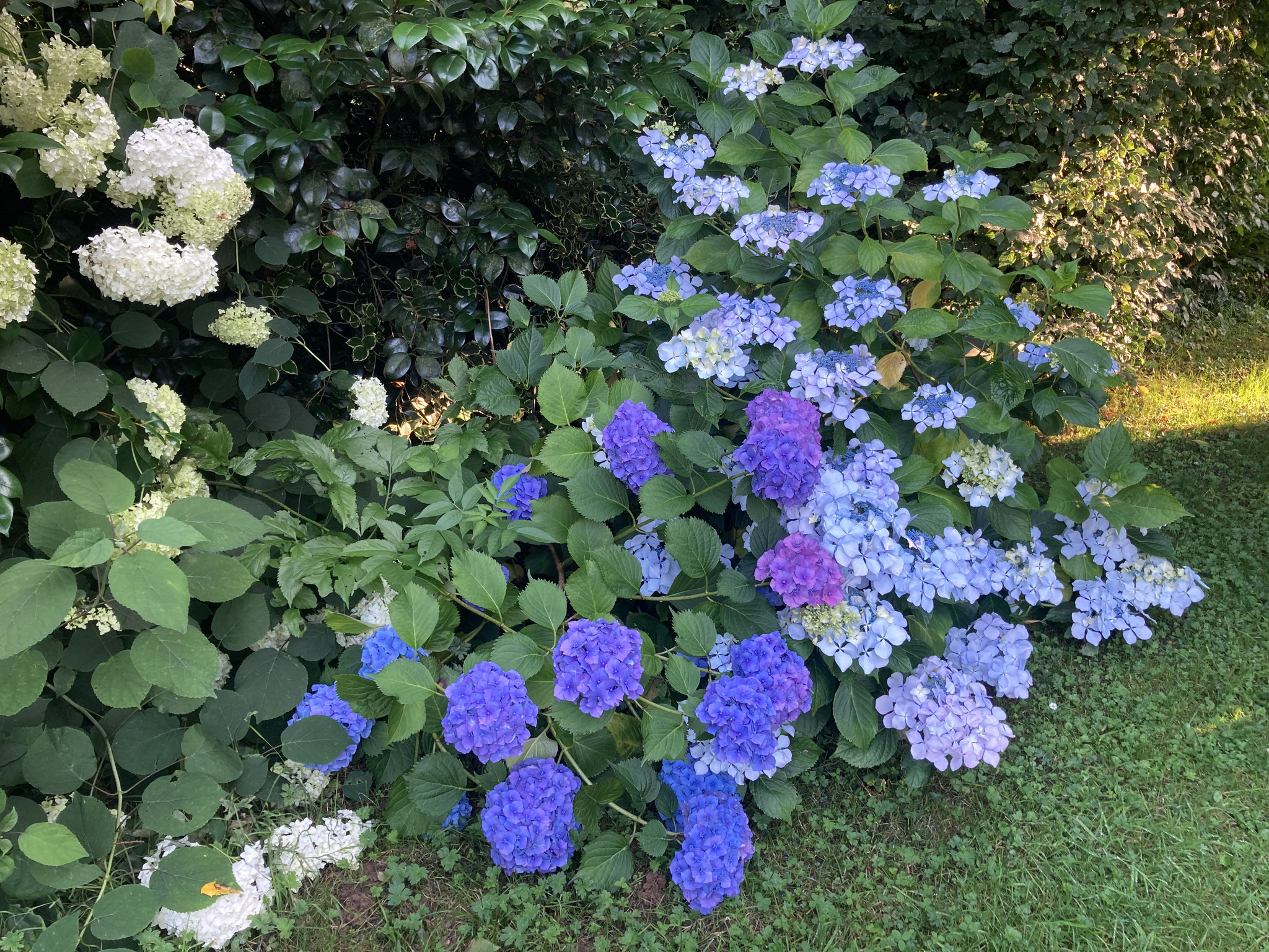 Hydrangeas macrophylla ‘Ursula’ et ‘Beauté Vendômoise ‘