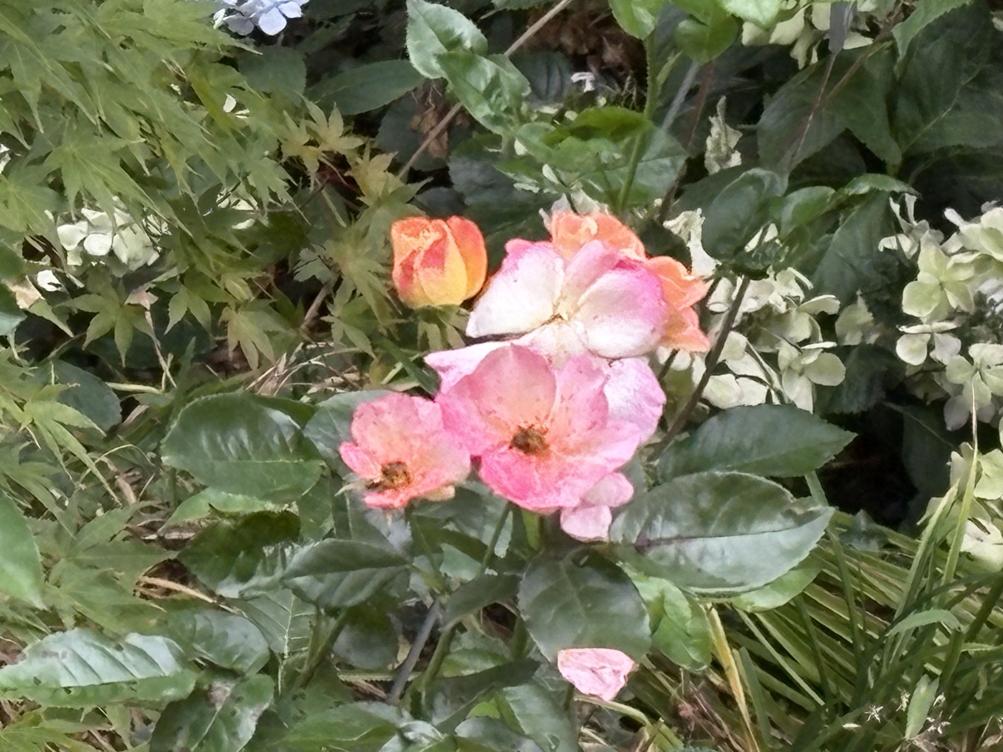 Roses ‘Marco Polo’.   Meilland 