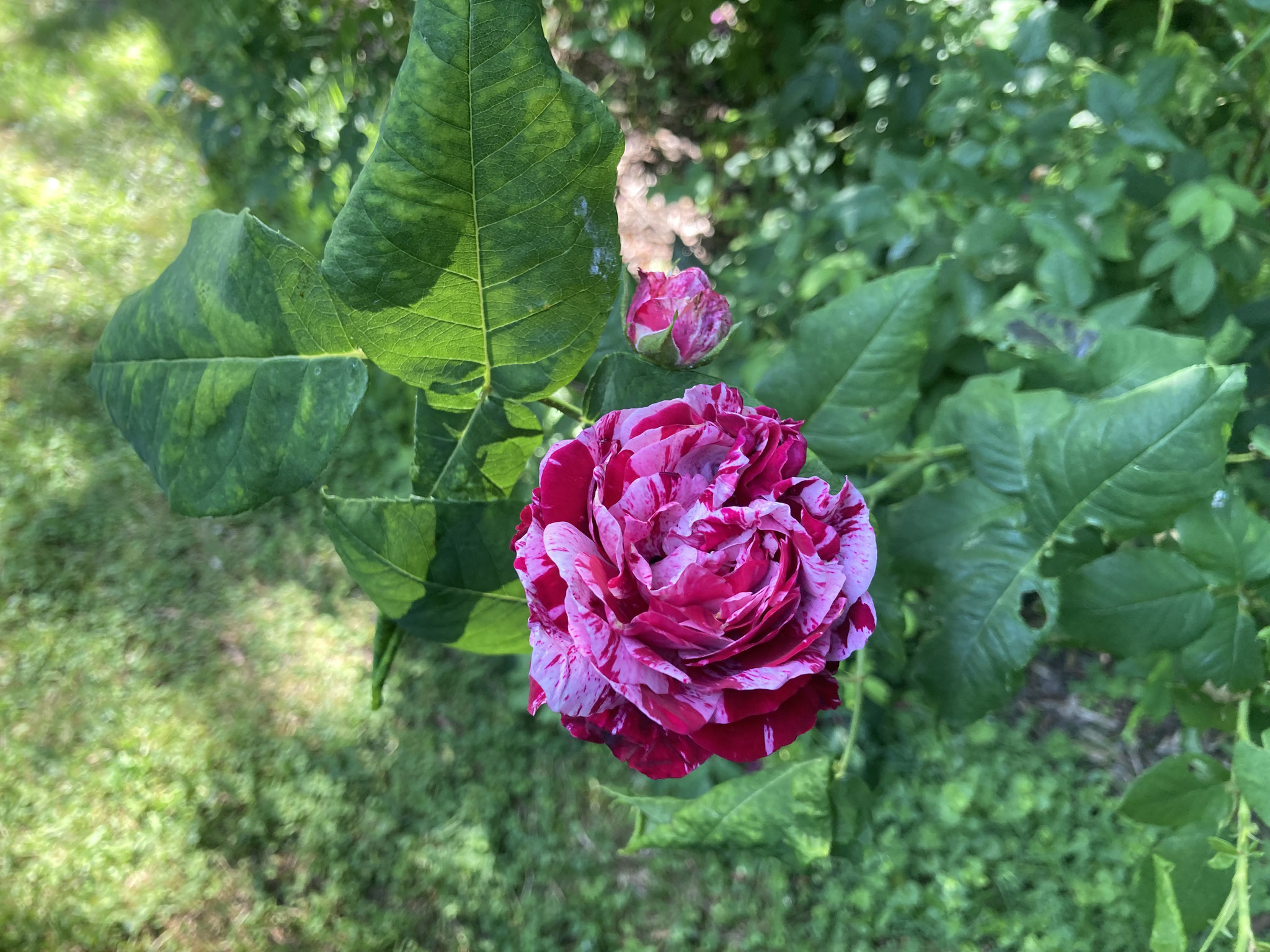 Rose ‘Ferdinand Pichard ‘