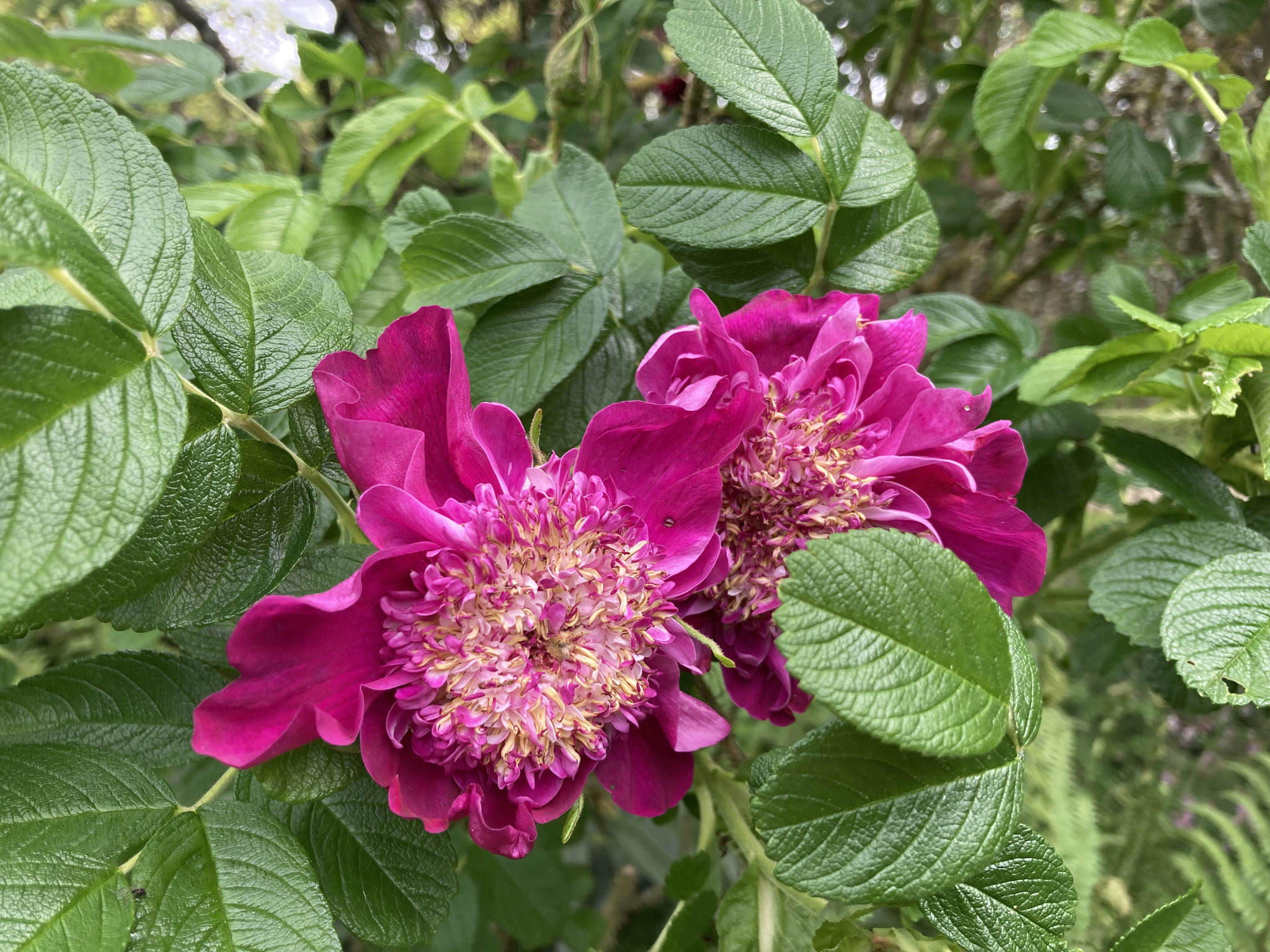 Rose rugosa ‘Mrs Anthony Waterer’