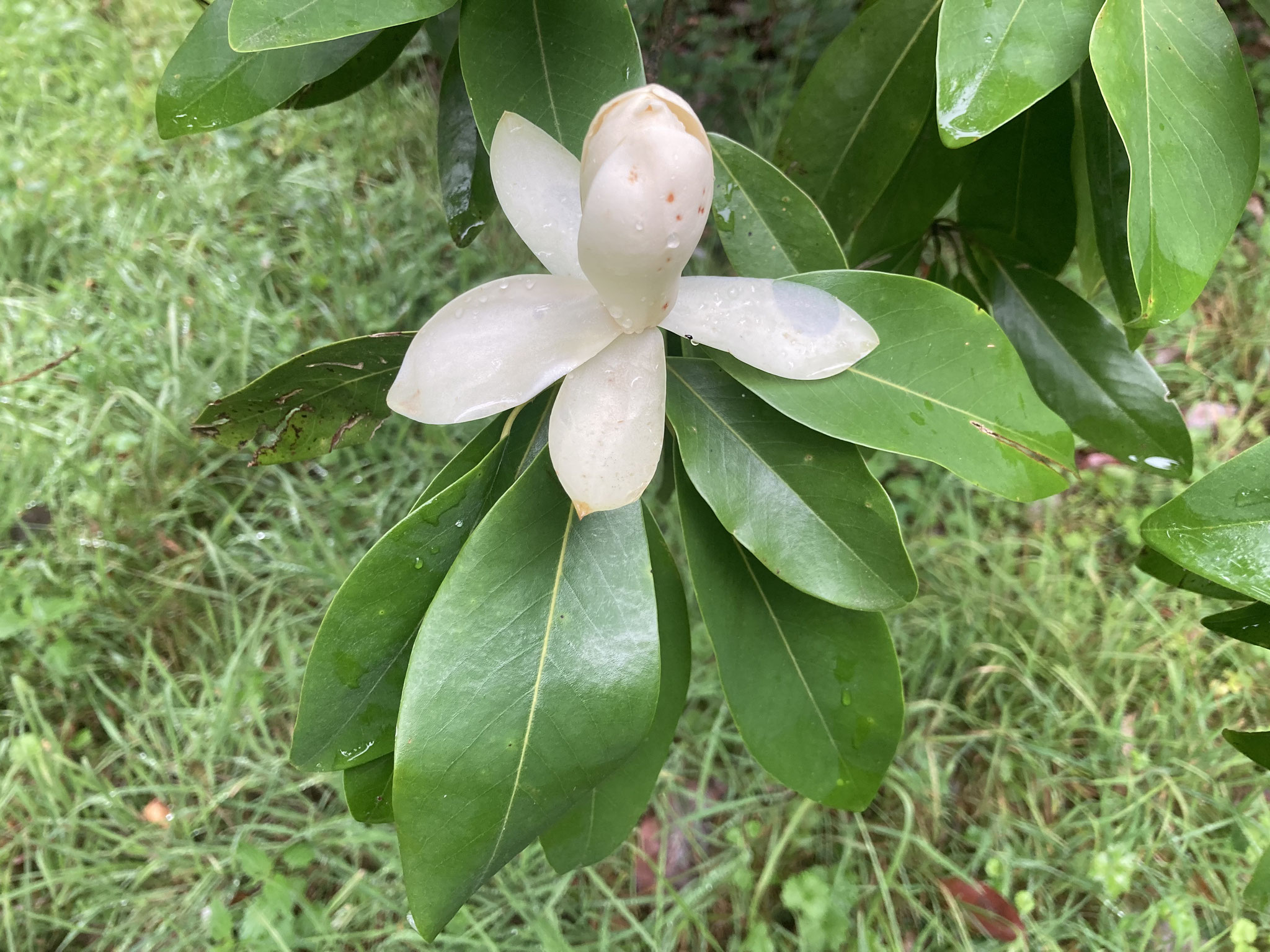 Fleur du Magnolia virginiana
