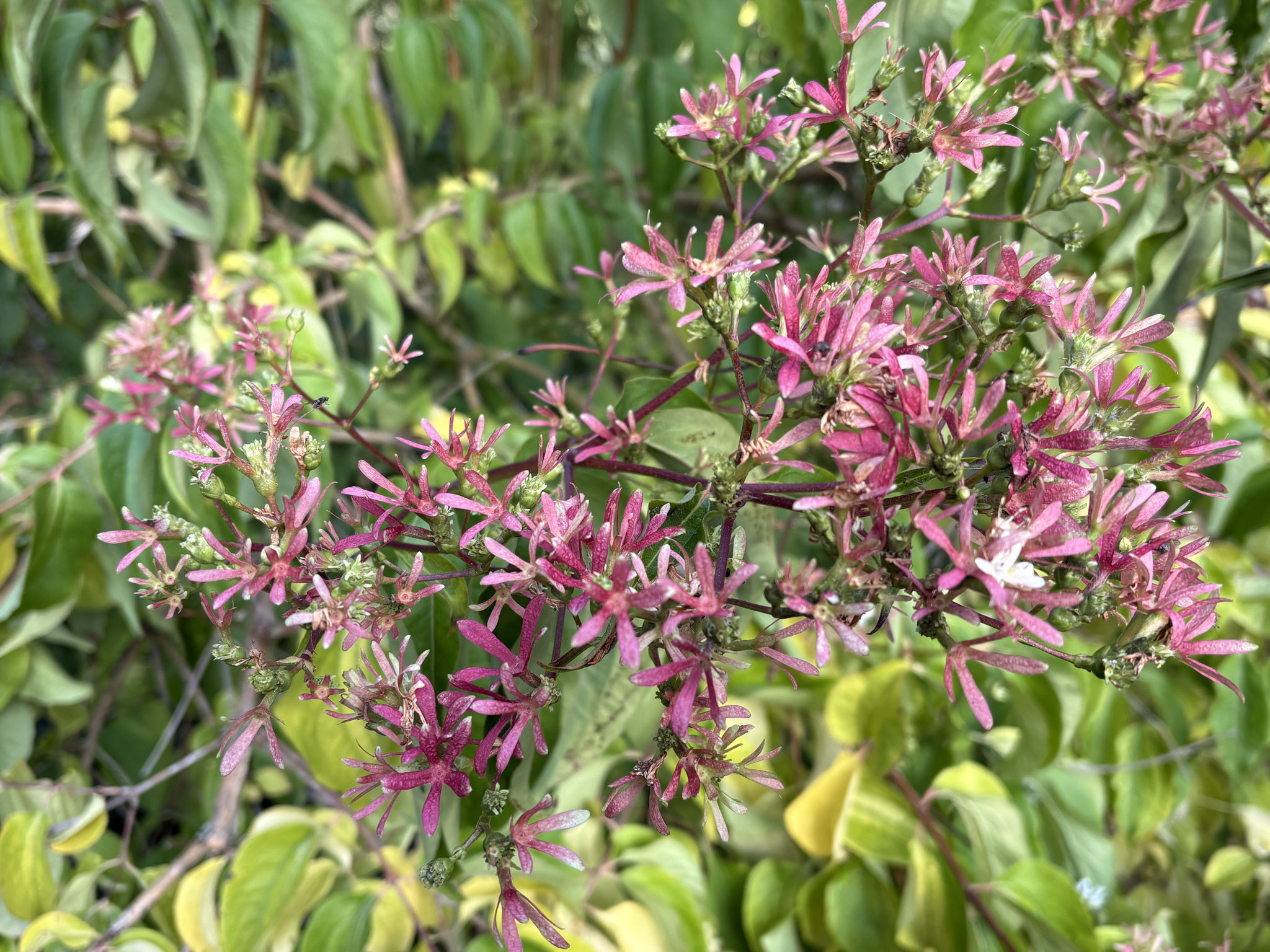 Fleurs sur l’Heptacodium miconoides