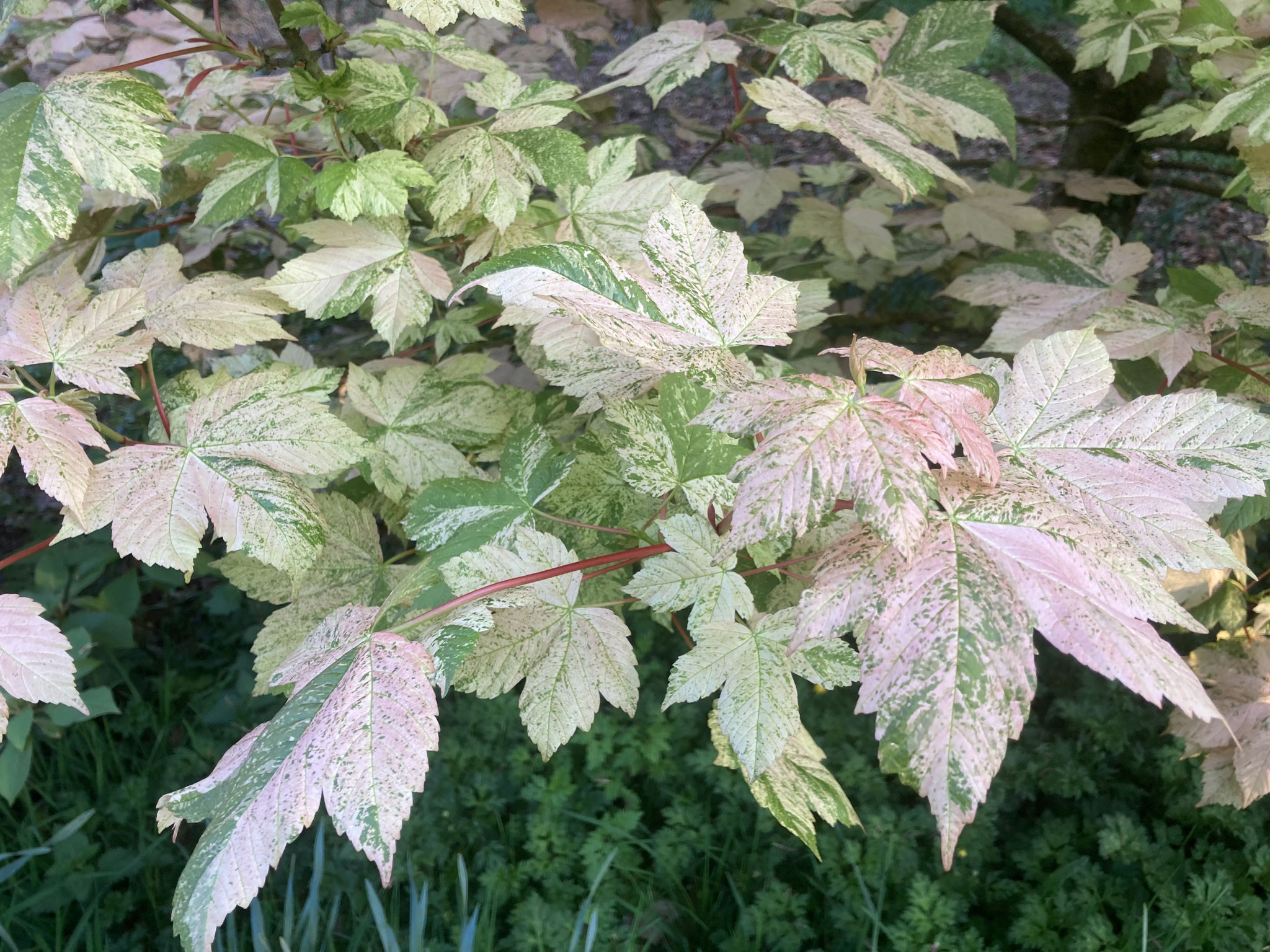 Acer pseudoplatanus ‘Eskimo Sunset’