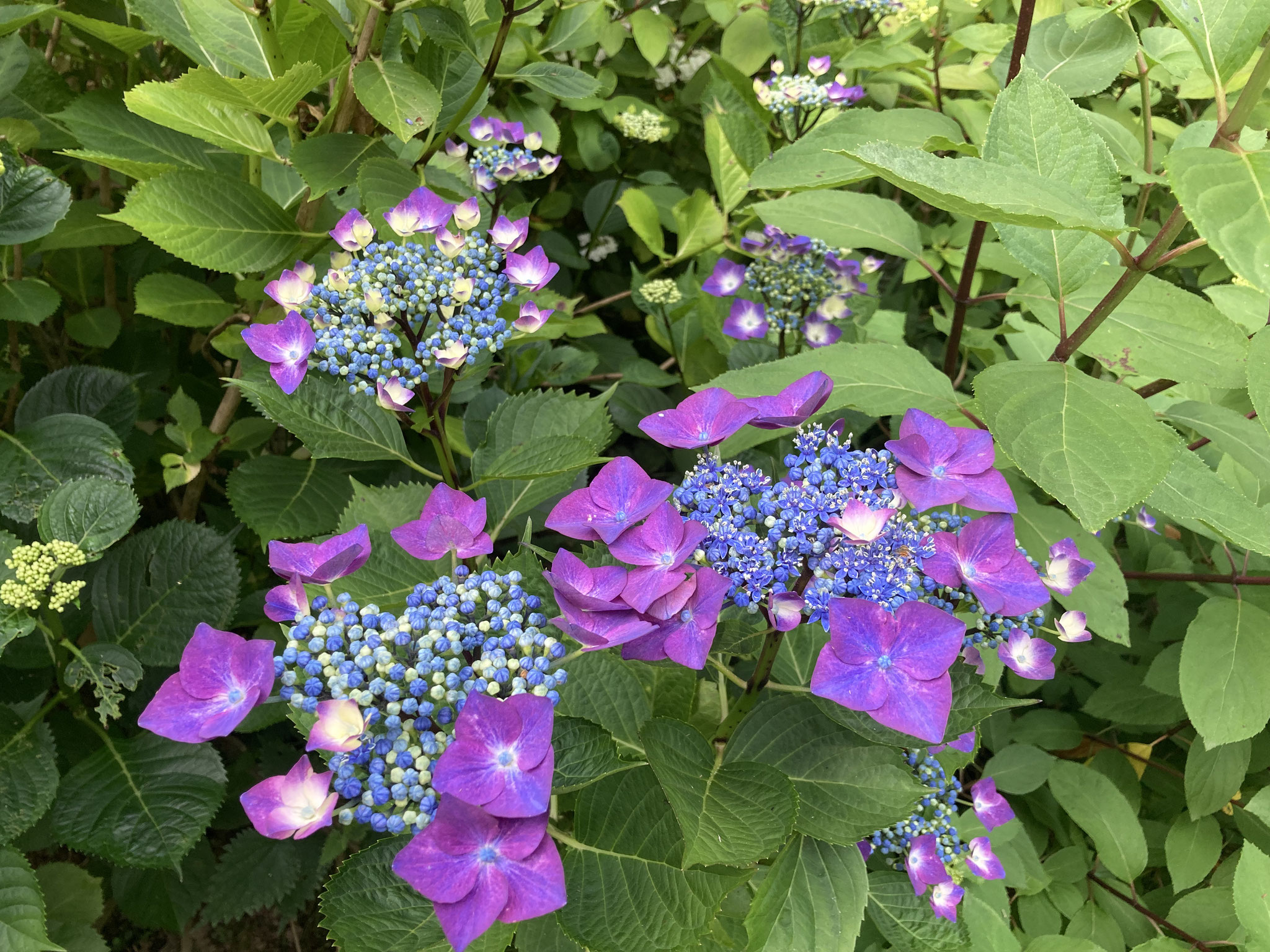 Hydrangea ‘Kardinal’